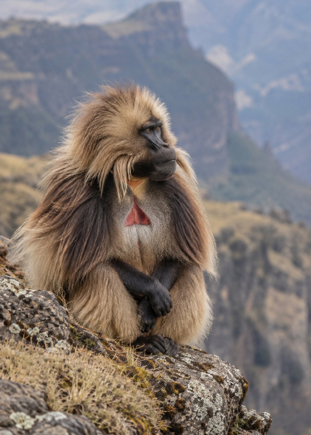 Poster encadré Gelada, monts Simien — photo 4