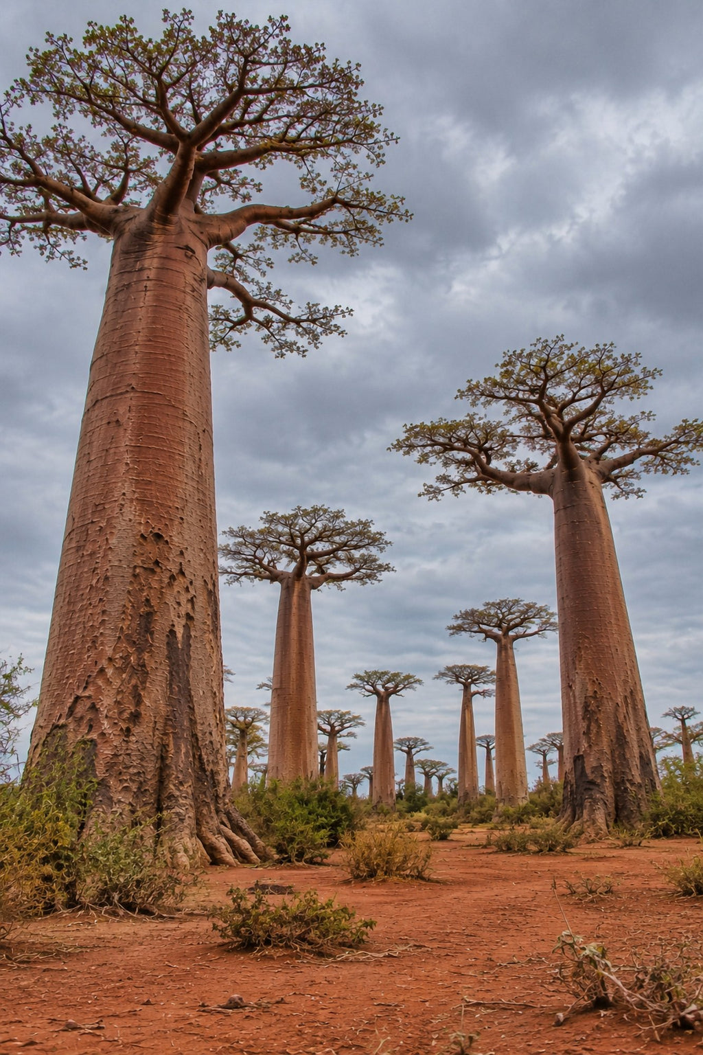 Poster encadré Allee des baobabs, Madagascar — photo 1