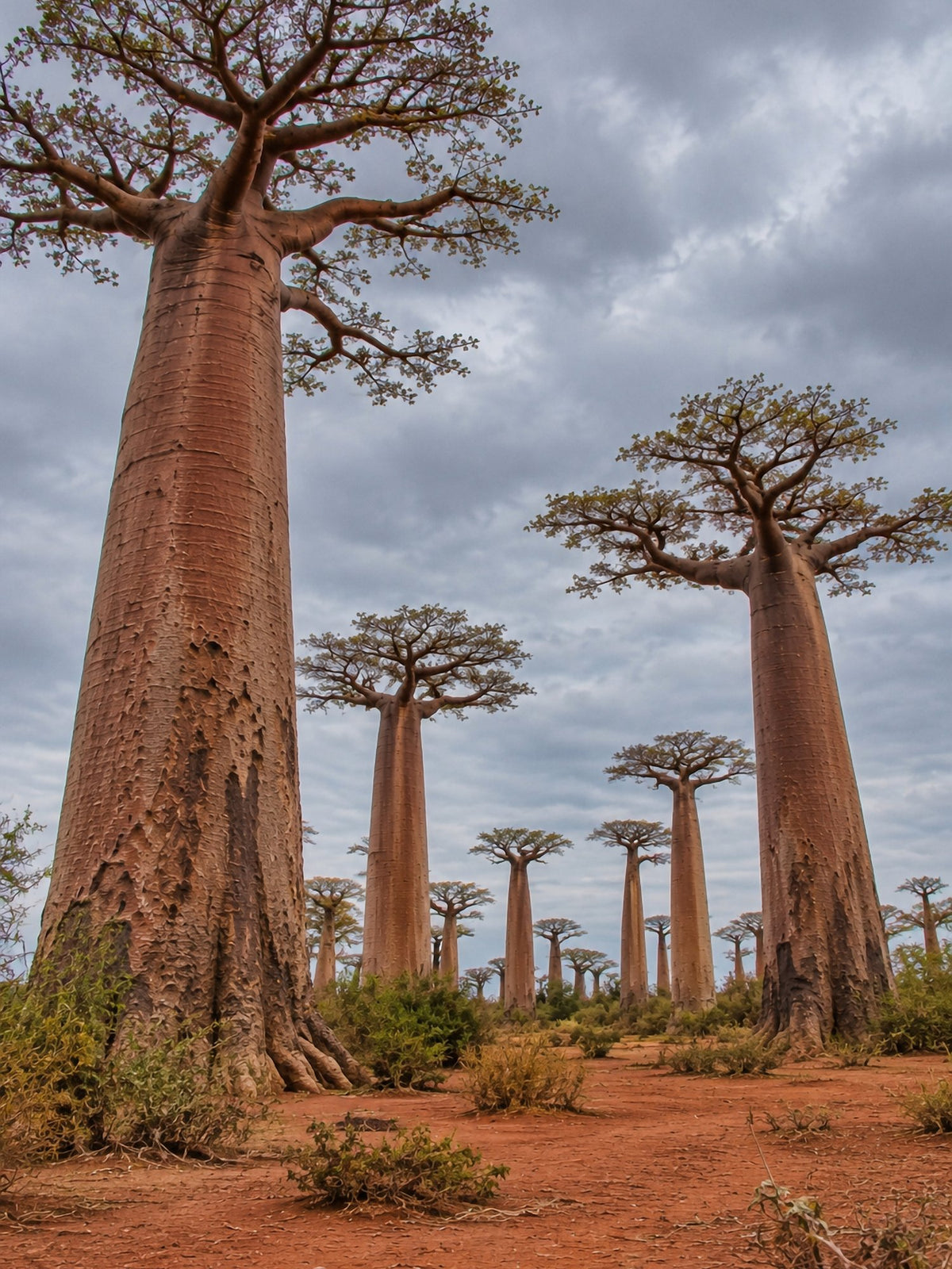 Poster encadré Allee des baobabs, Madagascar — photo 2