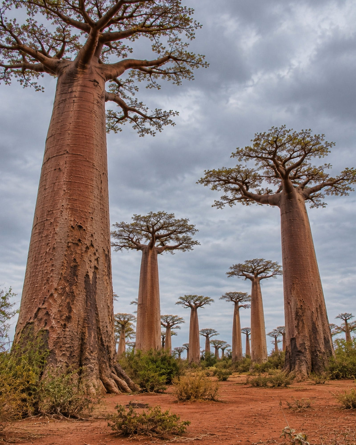 Poster encadré Allee des baobabs, Madagascar — photo 3