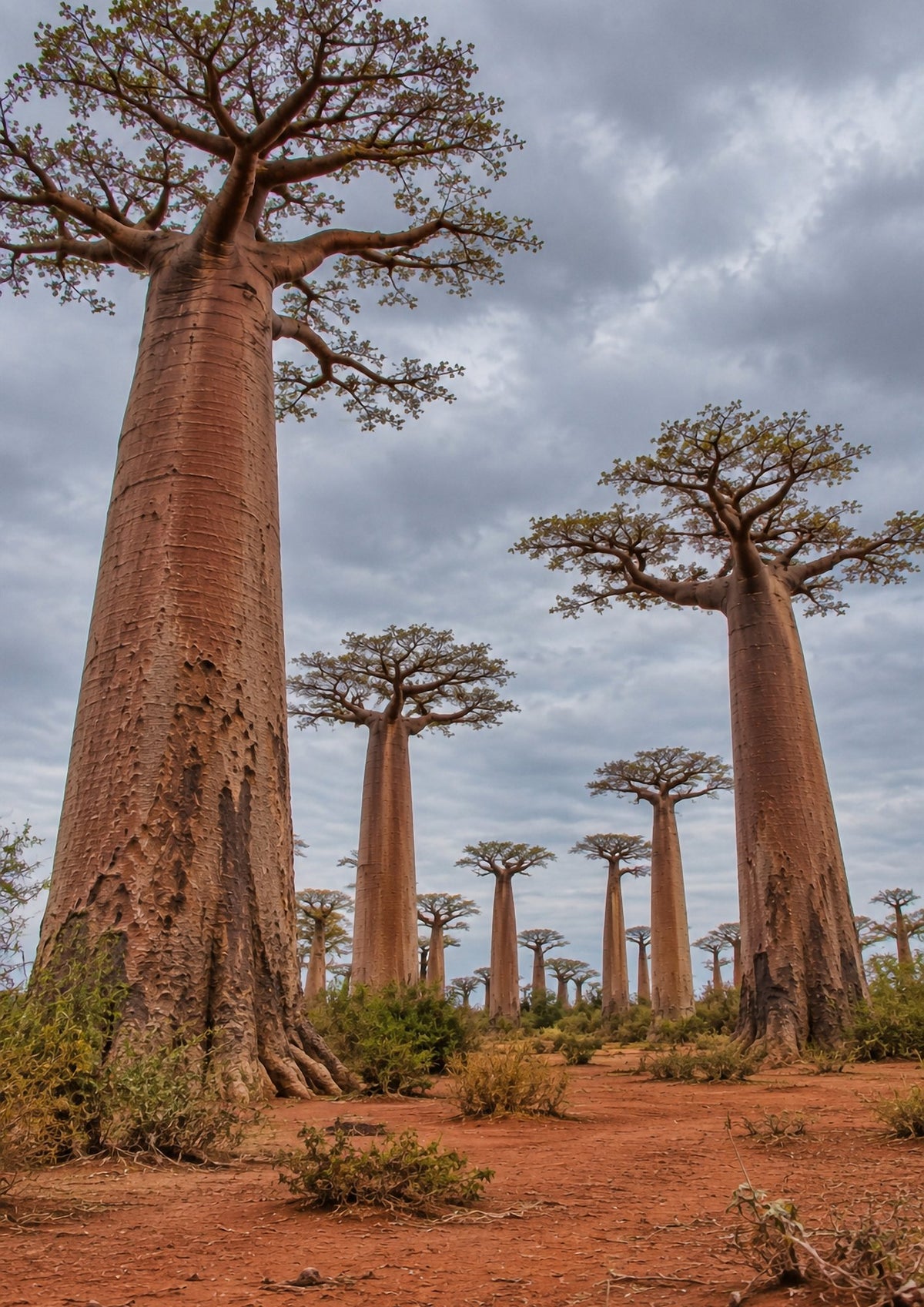 Poster encadré Allee des baobabs, Madagascar — photo 5