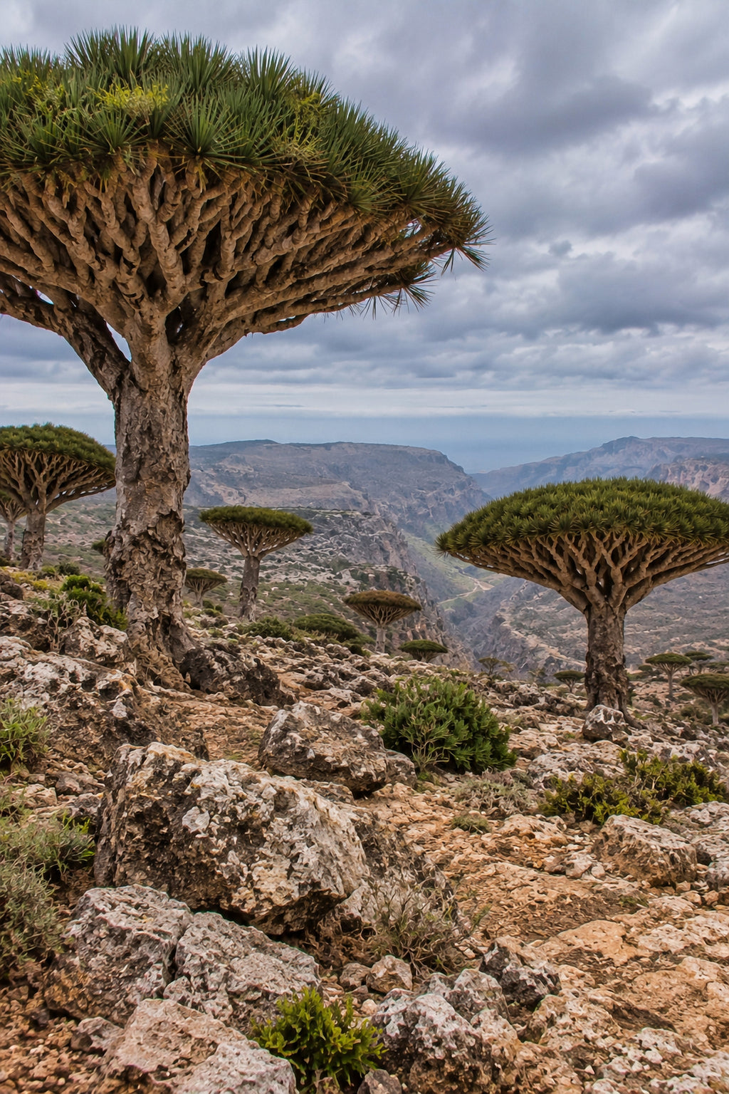 Affiche nature Socotra, Yémen — aperçu