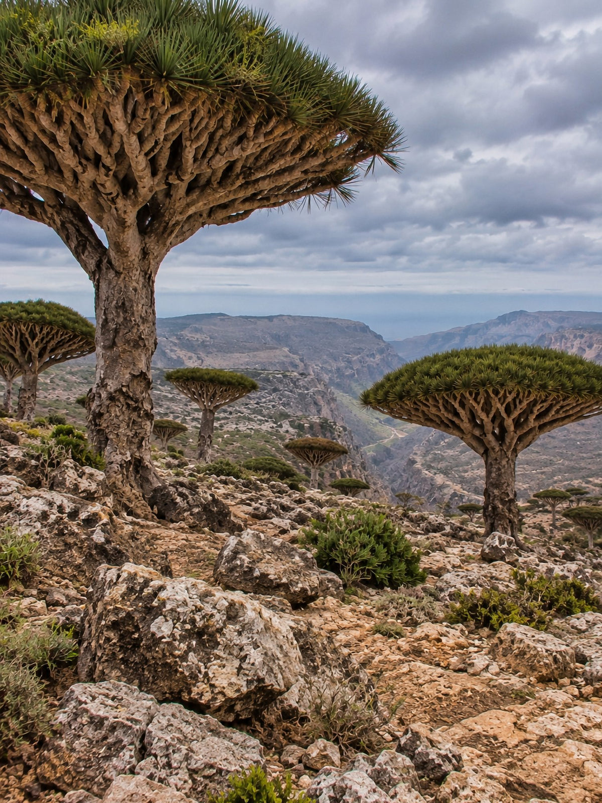 Poster encadré Socotra, Yemen — photo 2