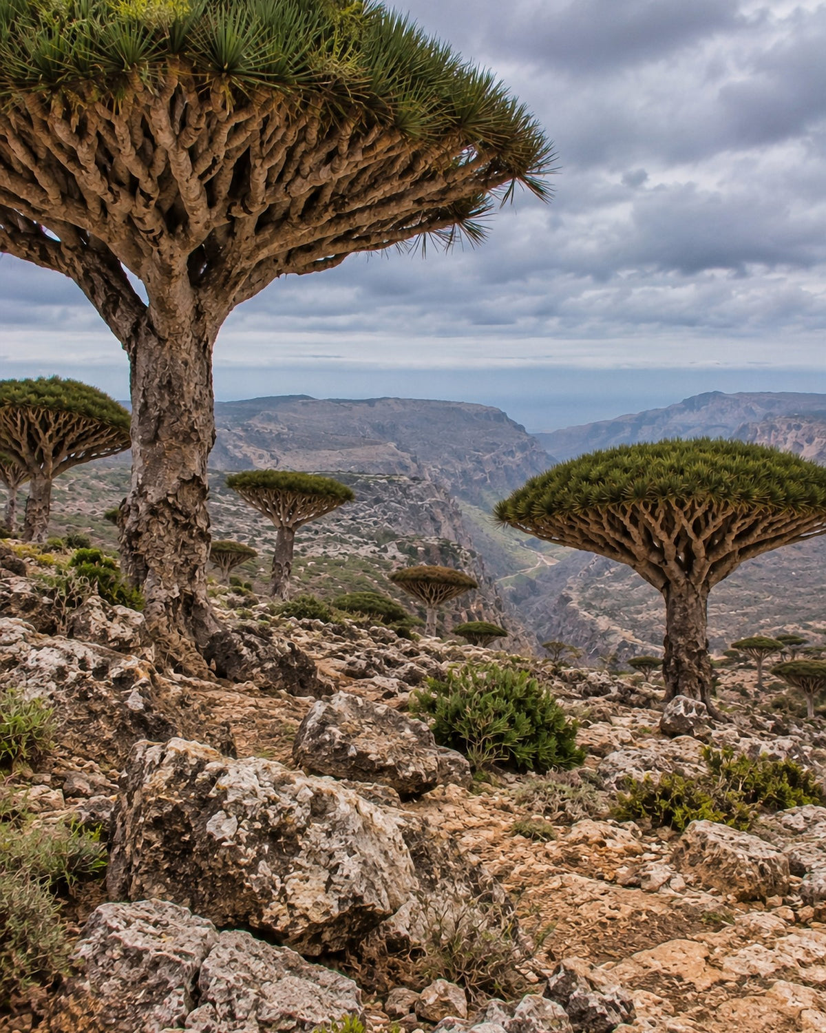 Poster encadré Socotra, Yemen — photo 3