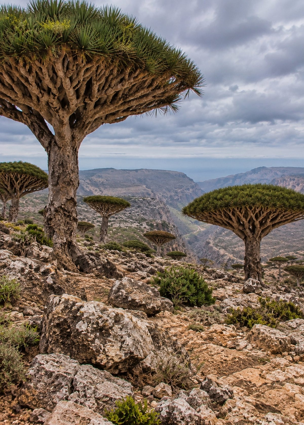 Poster encadré Socotra, Yemen — photo 4