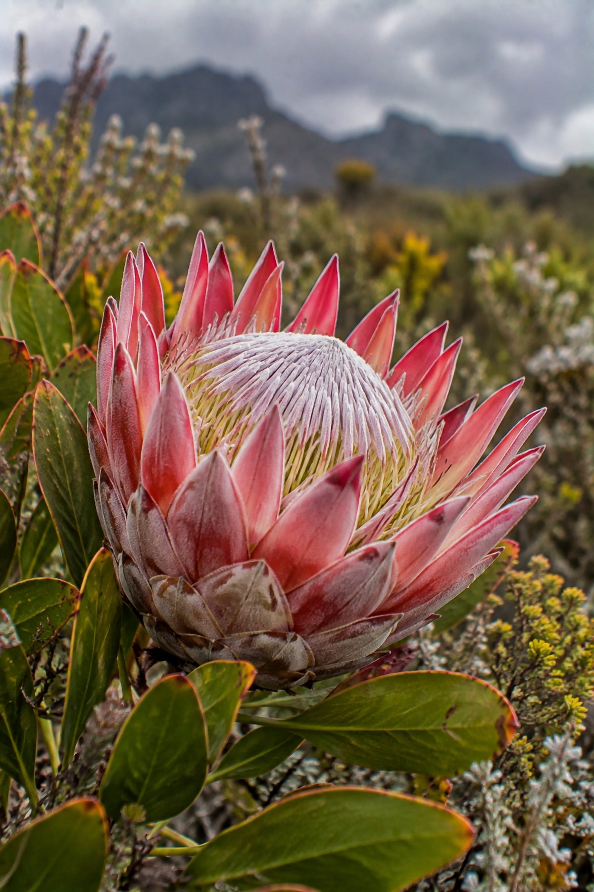 Affiche nature Protée du fynbos — aperçu