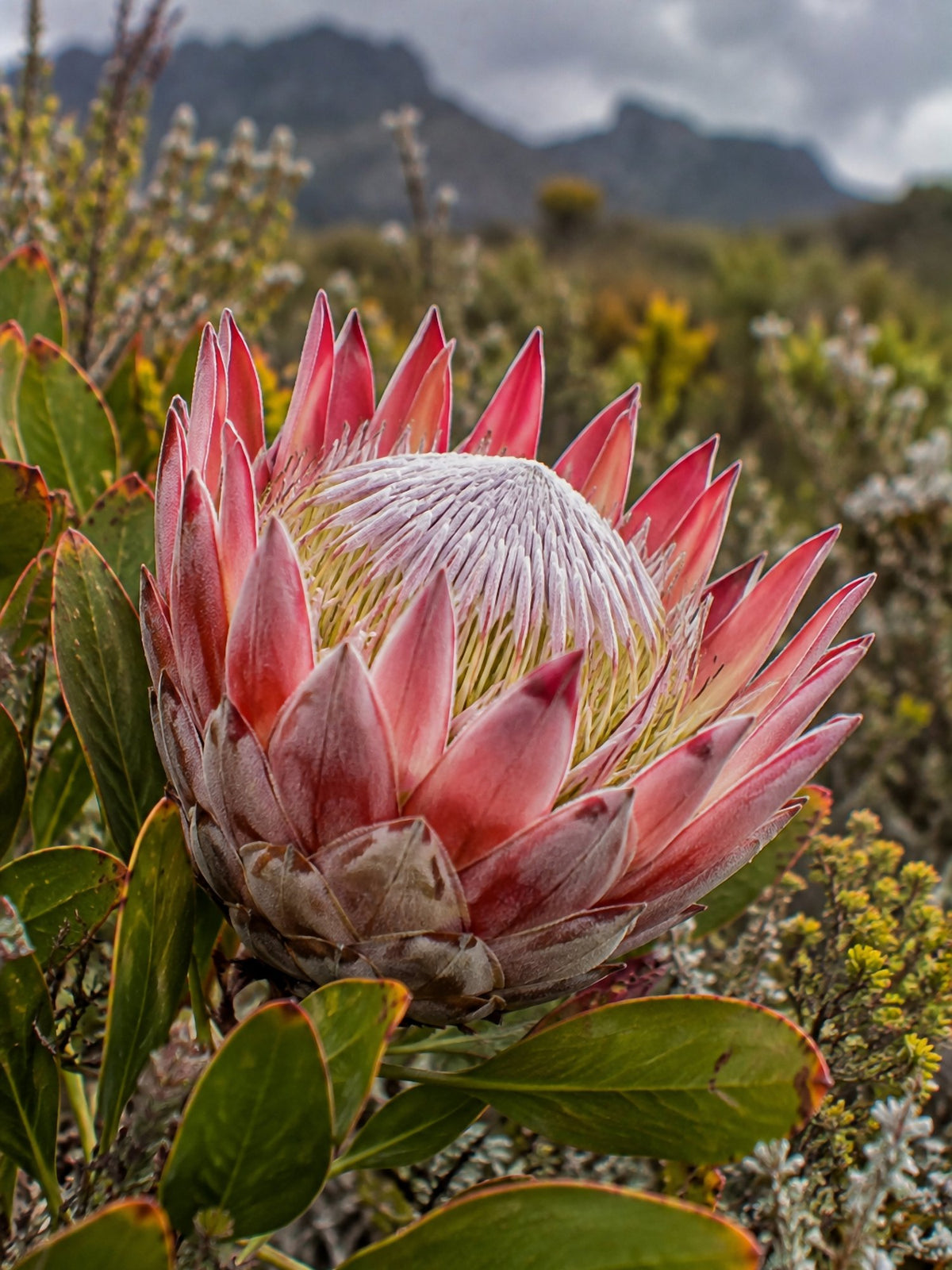 Poster encadré Protee du fynbos — photo 2