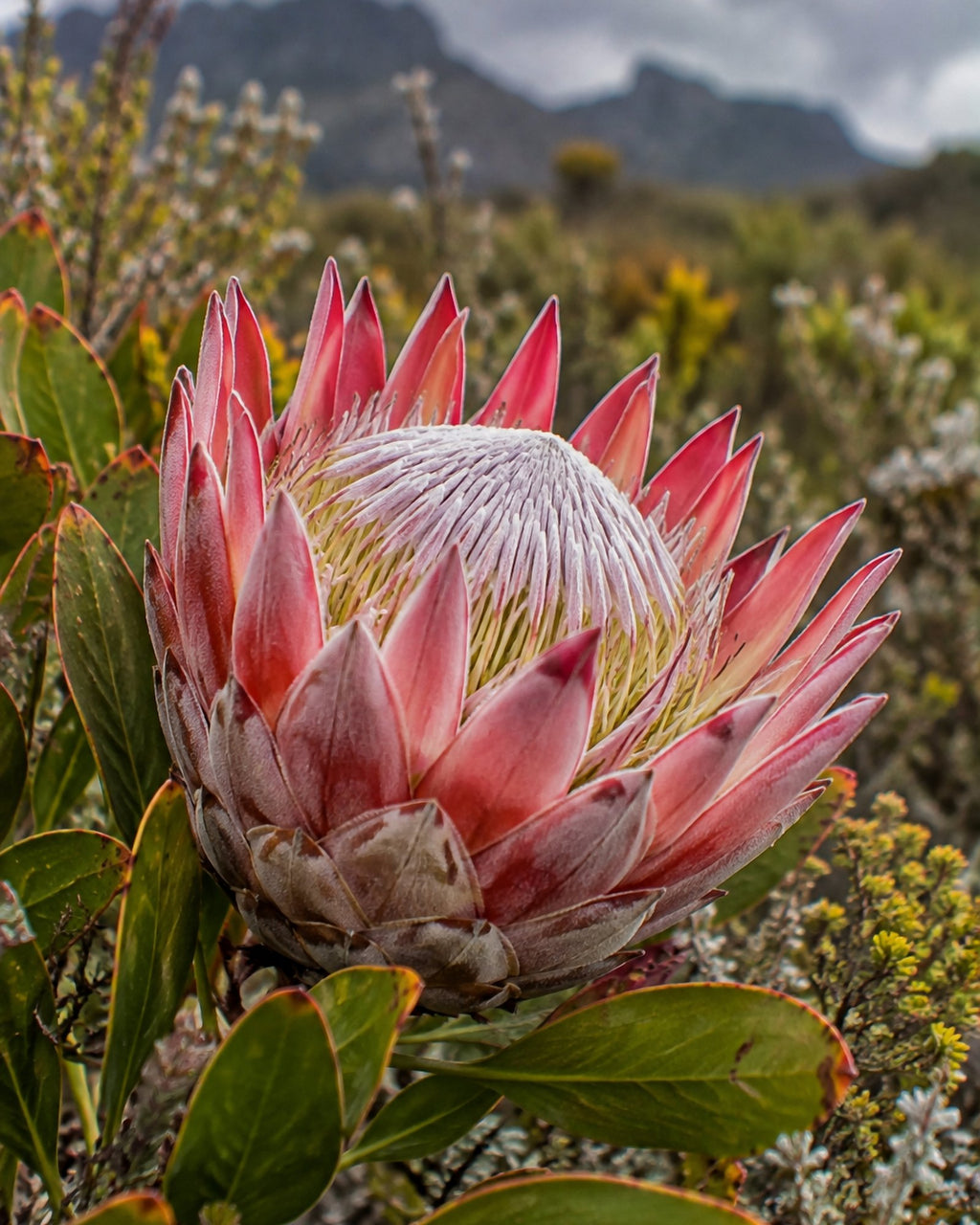 Poster encadré Protee du fynbos — photo 3