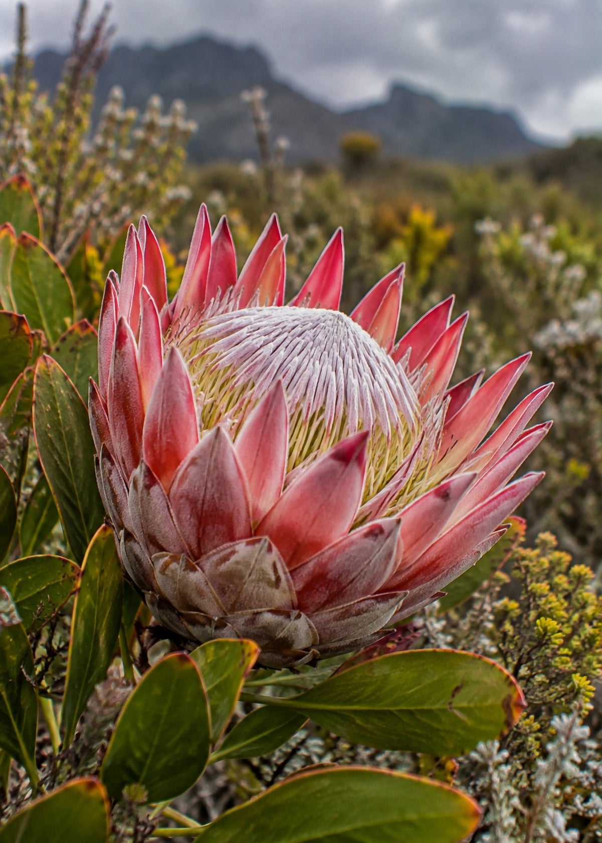 Poster encadré Protee du fynbos — photo 4