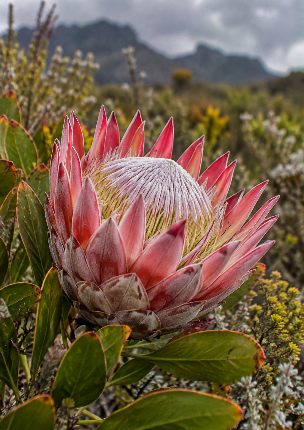 Poster encadré Protee du fynbos — photo 5