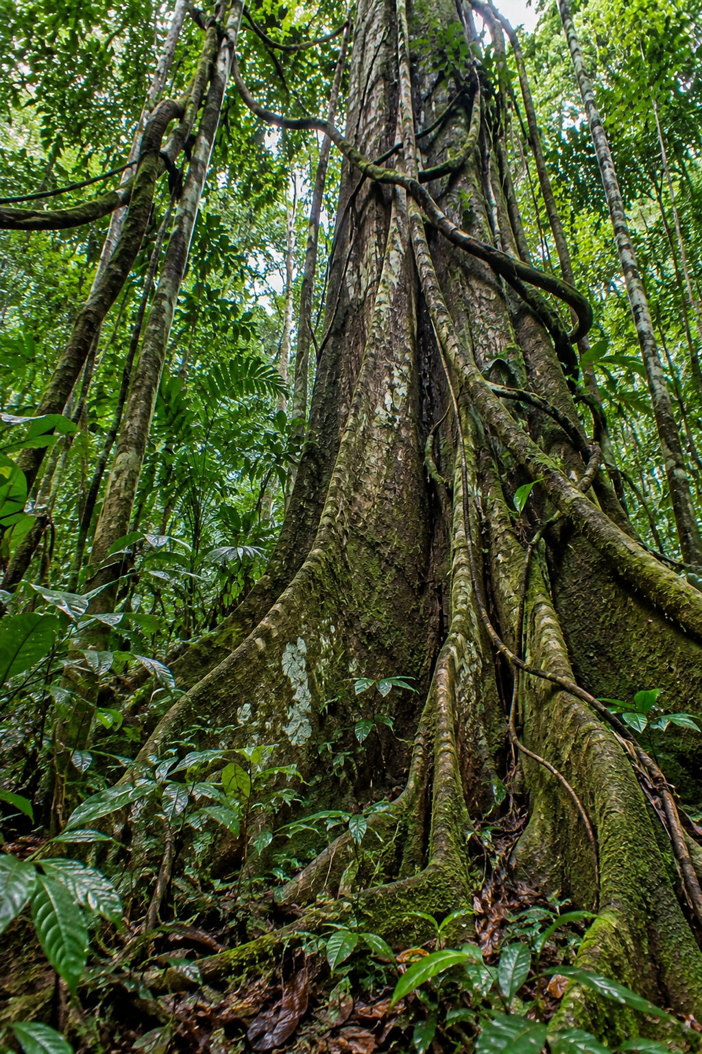 Poster encadré Foret equatoriale — photo 1