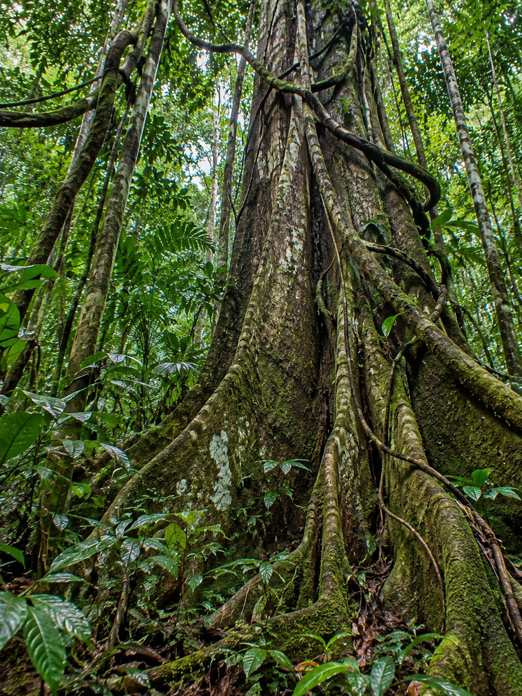 Poster encadré Foret equatoriale — photo 2