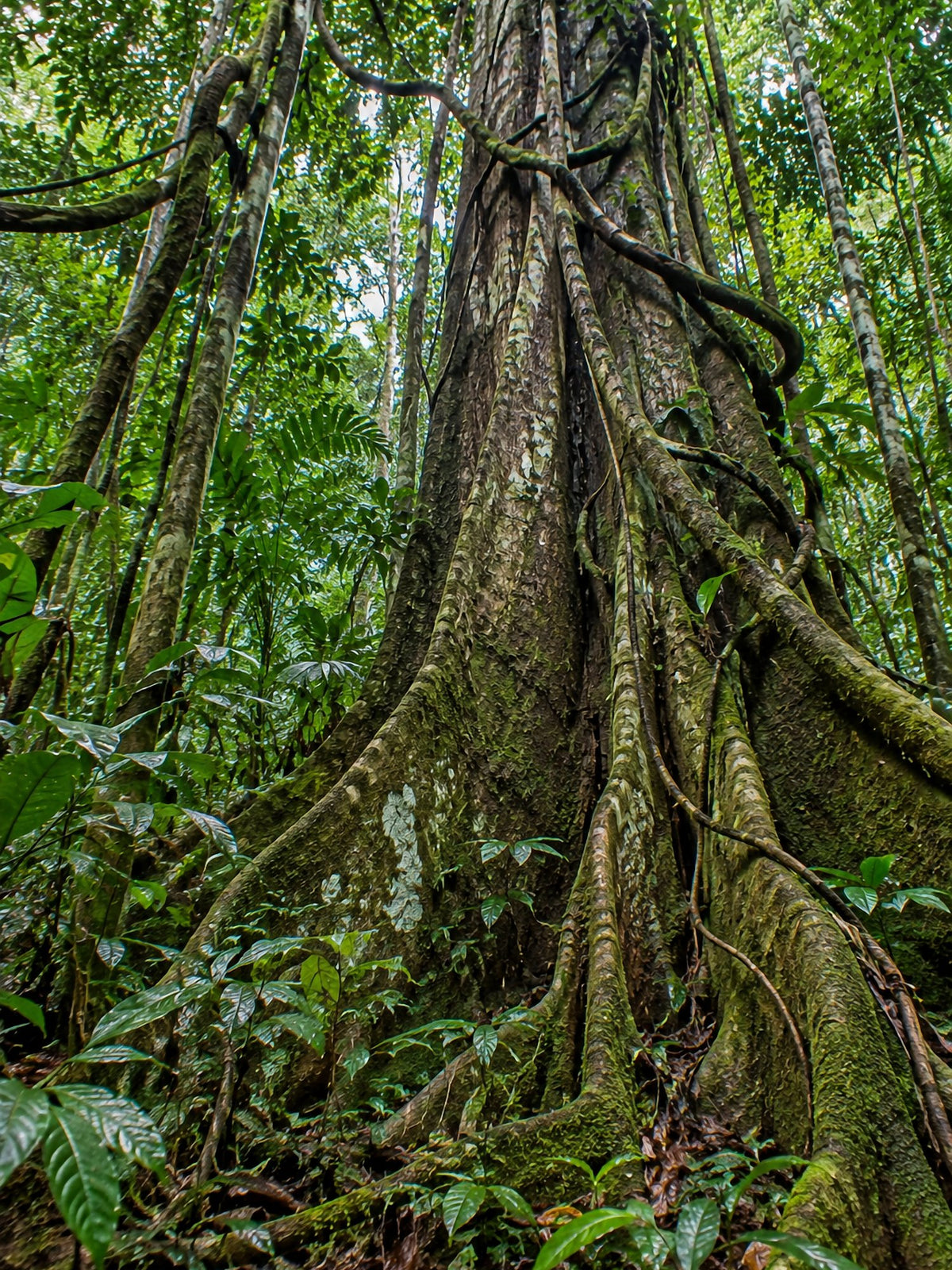 Poster encadré Foret equatoriale — photo 2