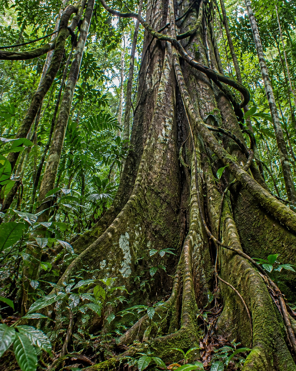 Poster encadré Foret equatoriale — photo 3