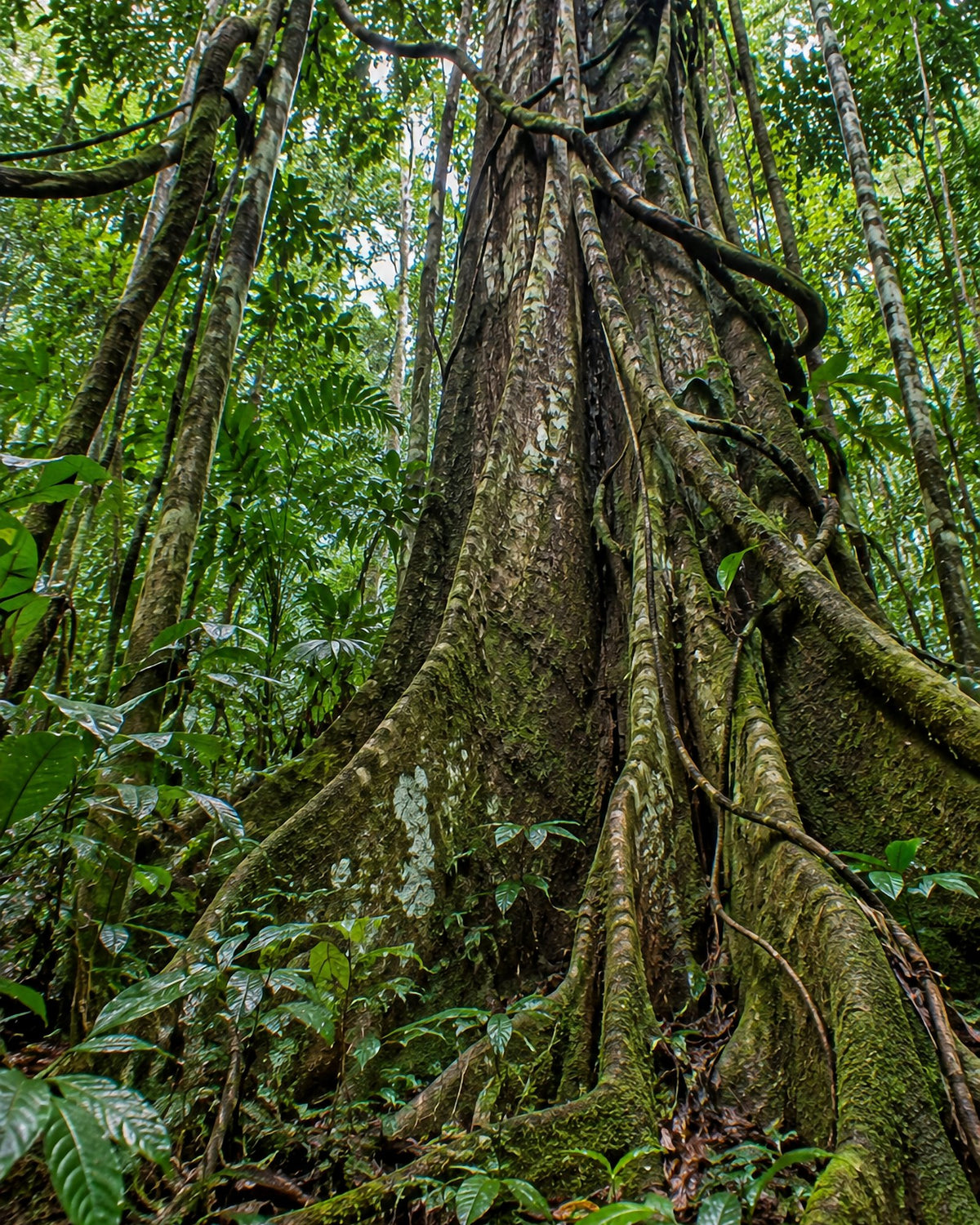 Poster encadré Foret equatoriale — photo 3