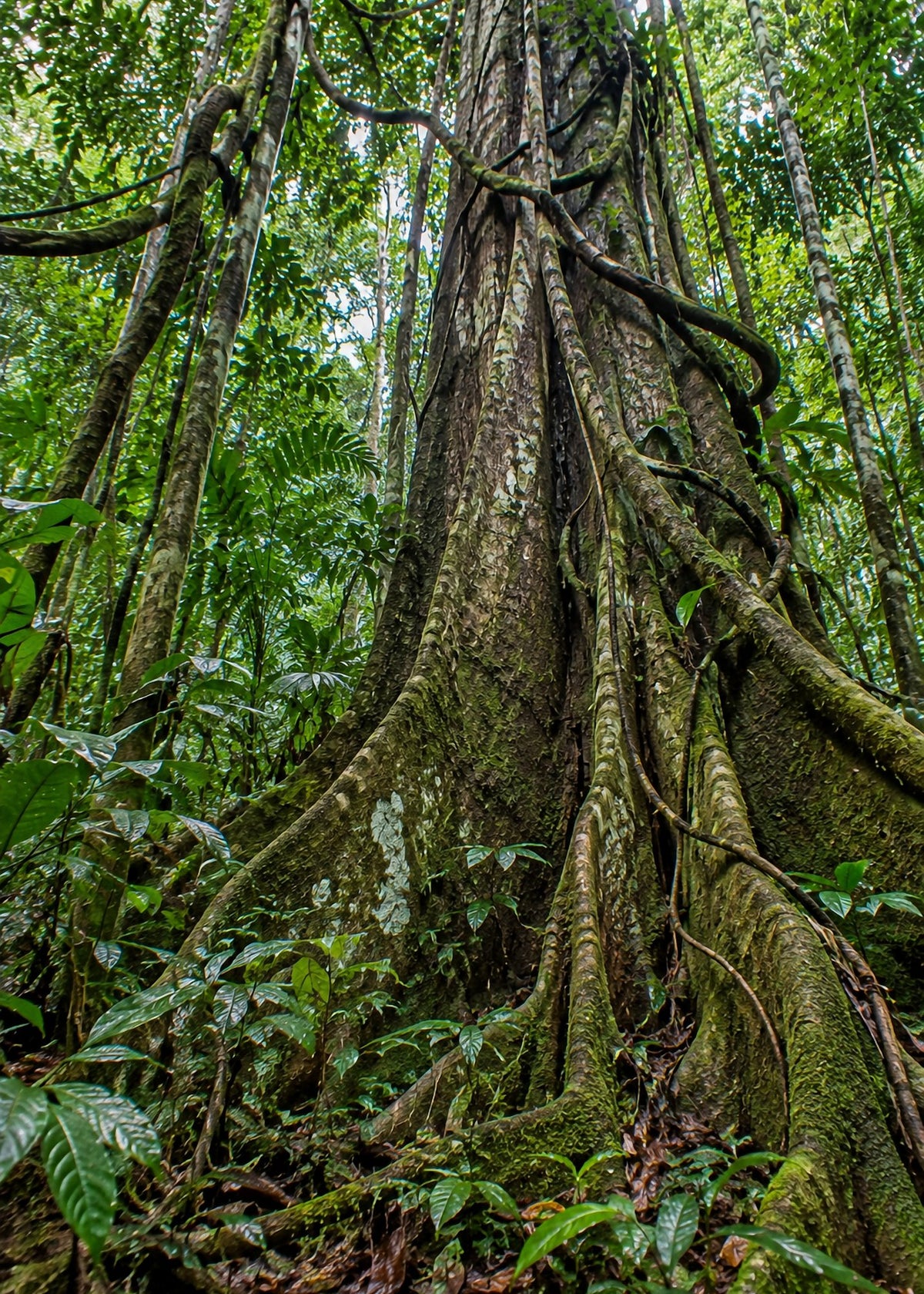Poster encadré Foret equatoriale — photo 4