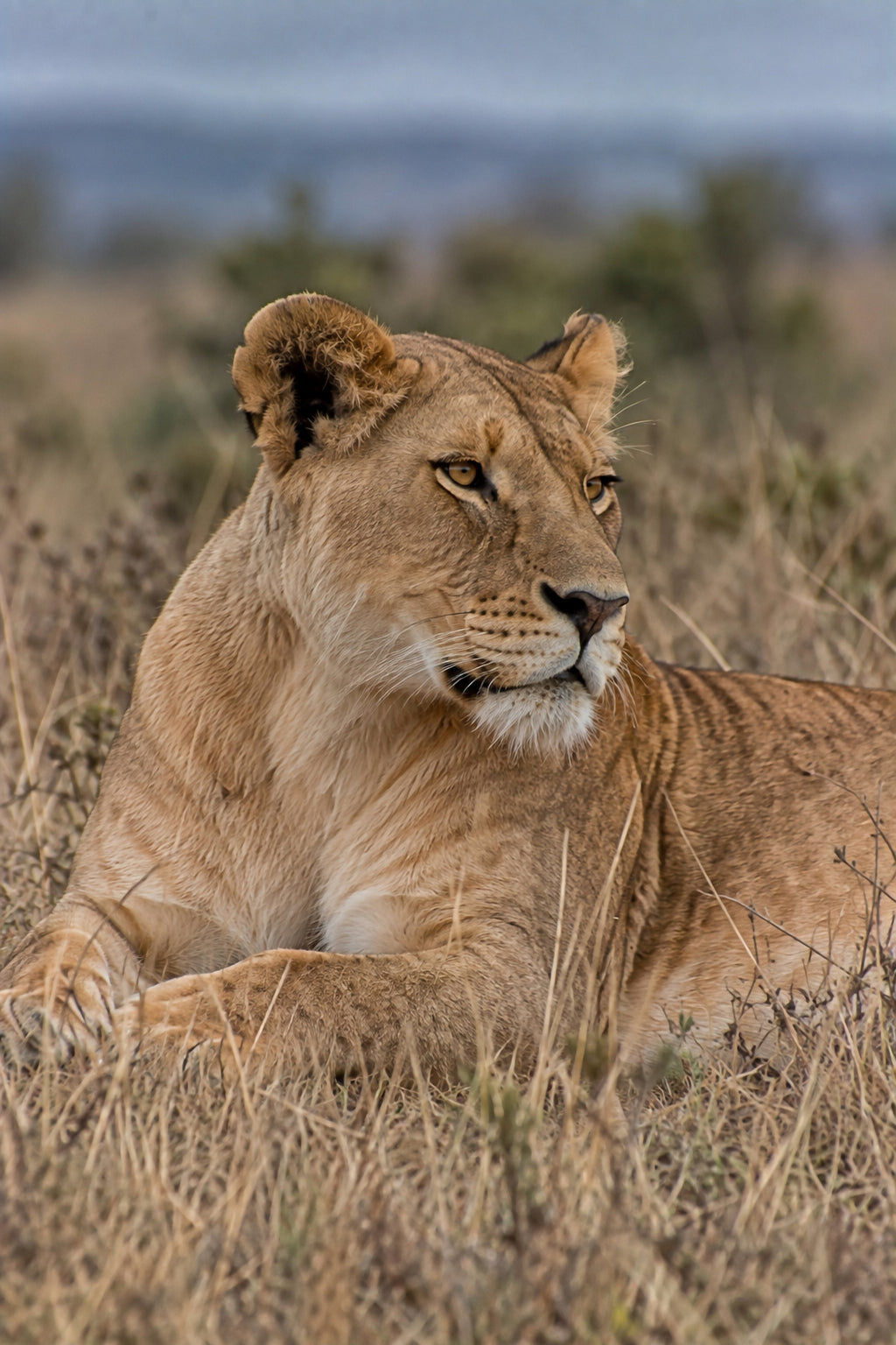 Affiche animaux sauvages Lionne couchée — aperçu