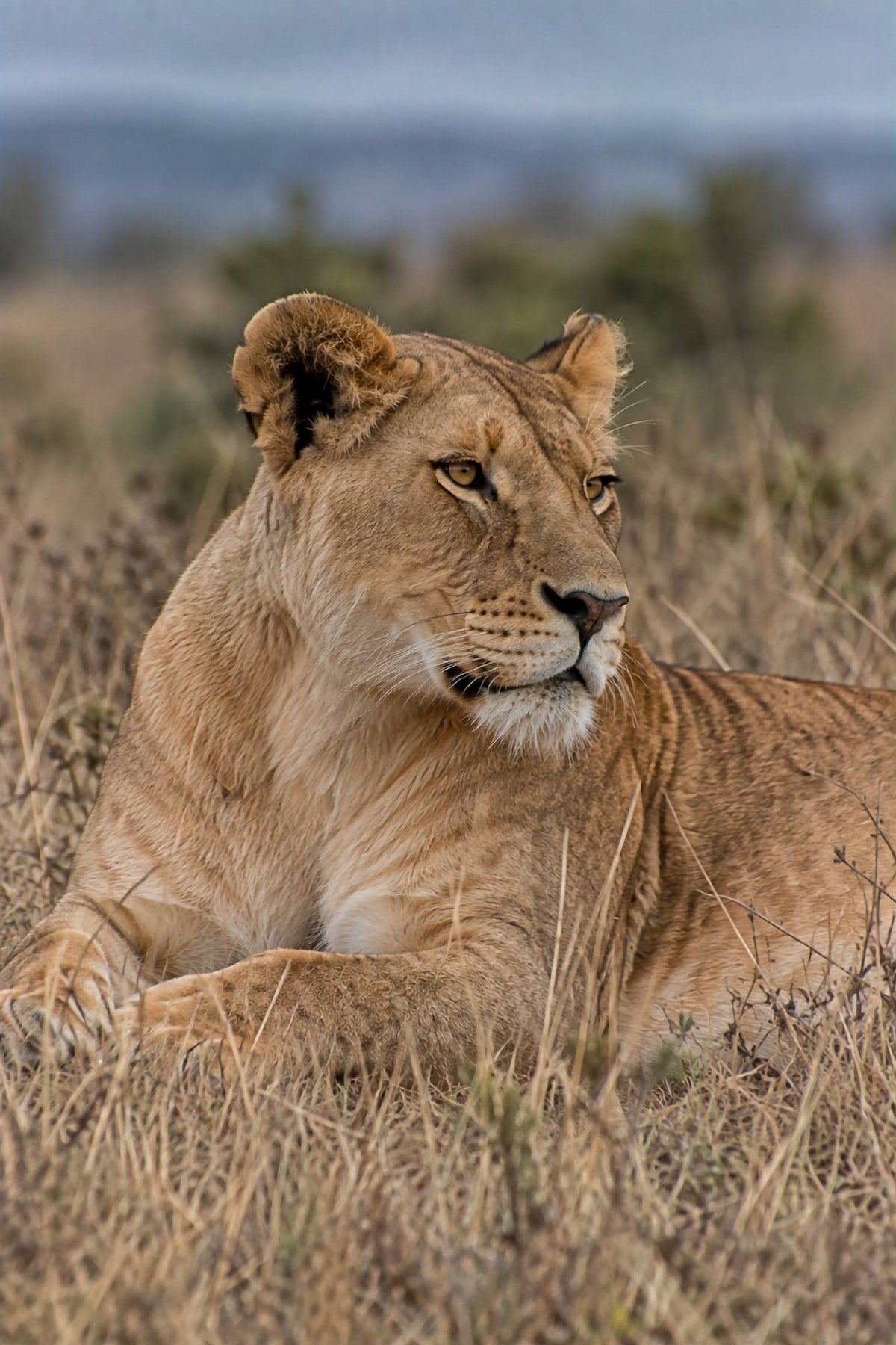 Poster encadré Lionne couchee — photo 1