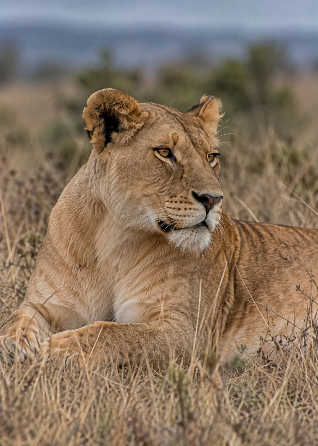Poster encadré Lionne couchee — photo 4