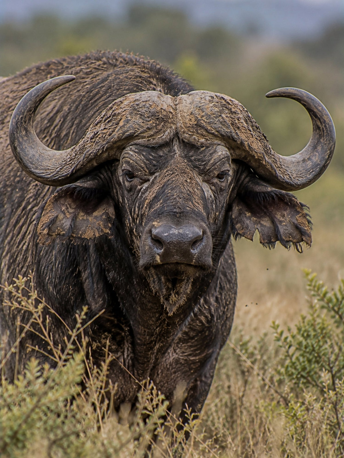 Poster encadré Buffle du Cap — photo 2