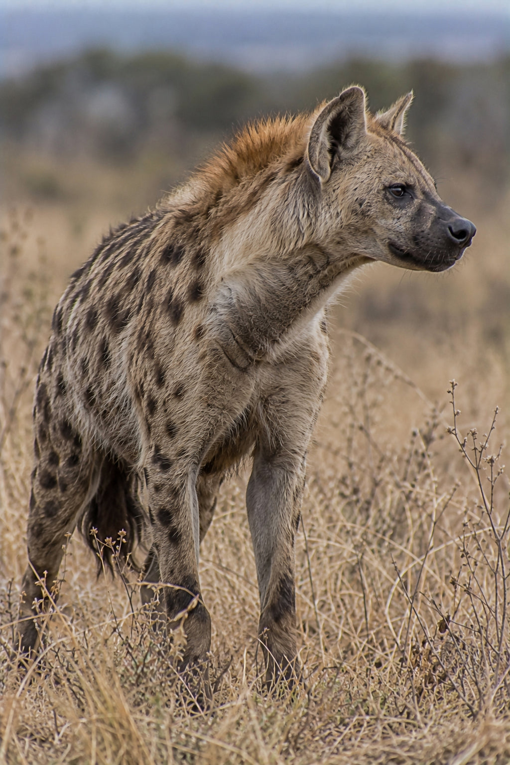 Affiche animaux sauvages Hyène tachetée — aperçu