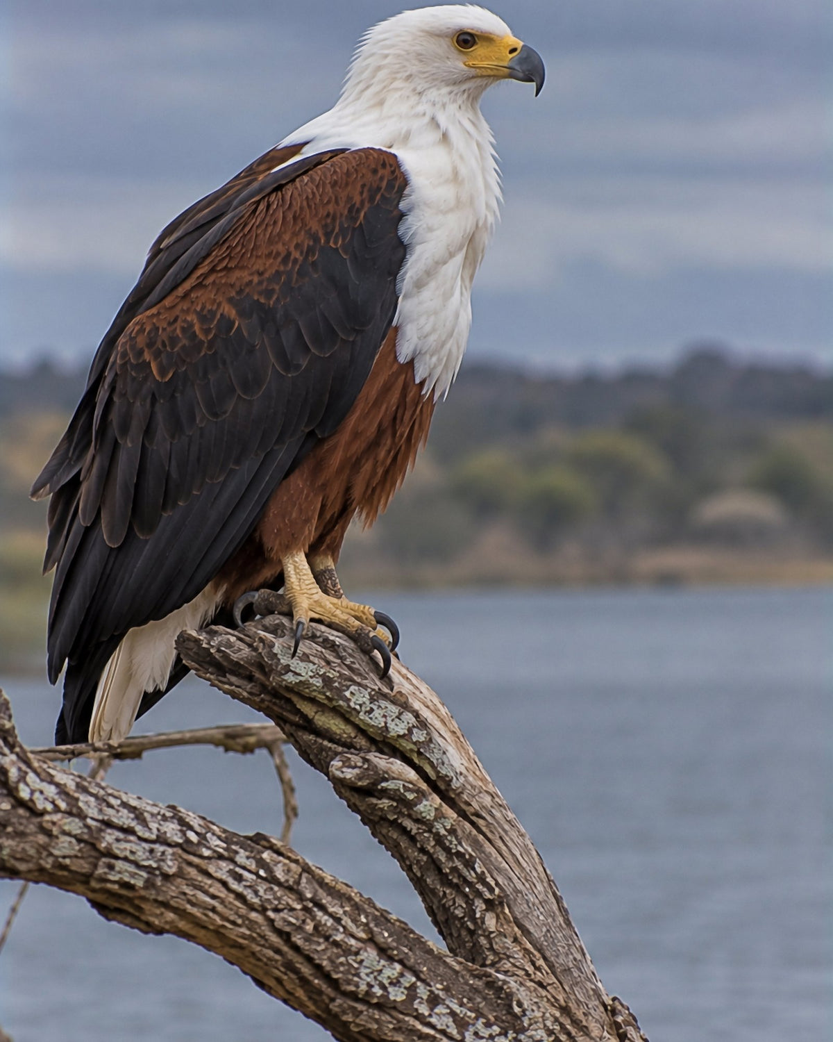 Poster encadré Aigle pecheur d'Afrique — photo 3