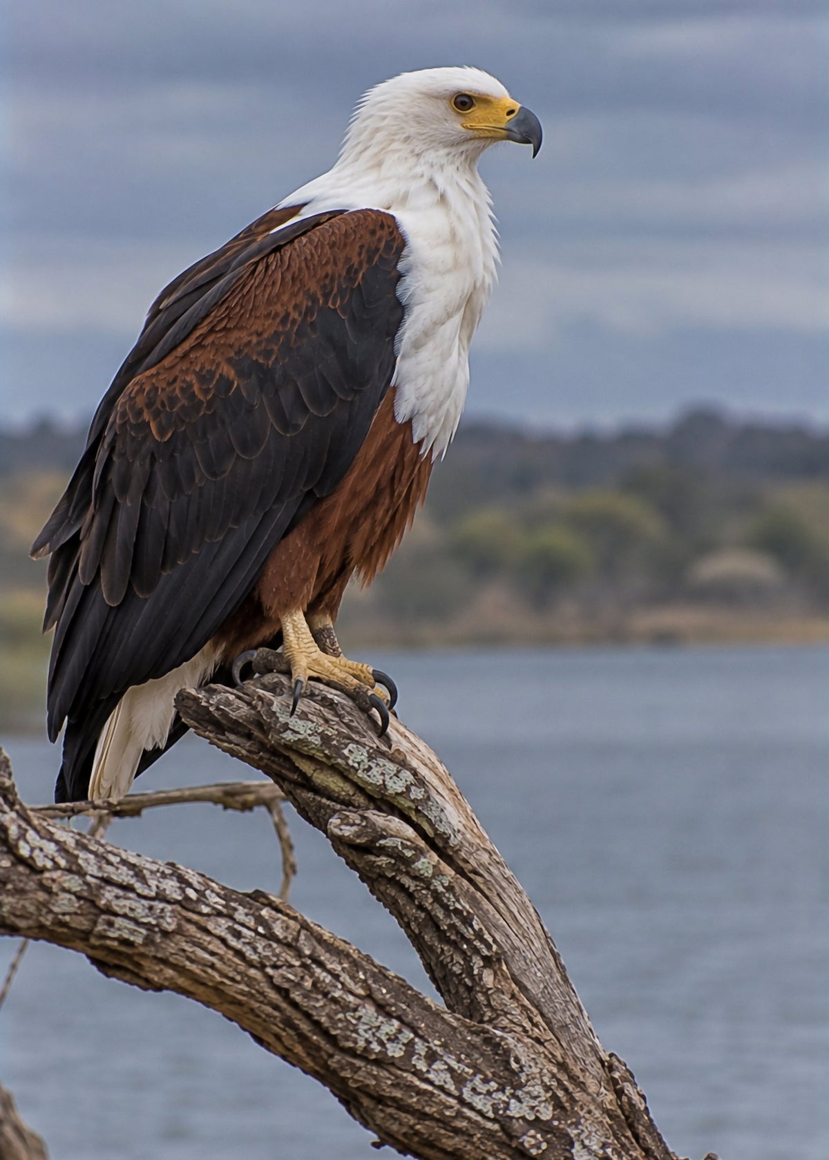 Poster encadré Aigle pecheur d'Afrique — photo 4