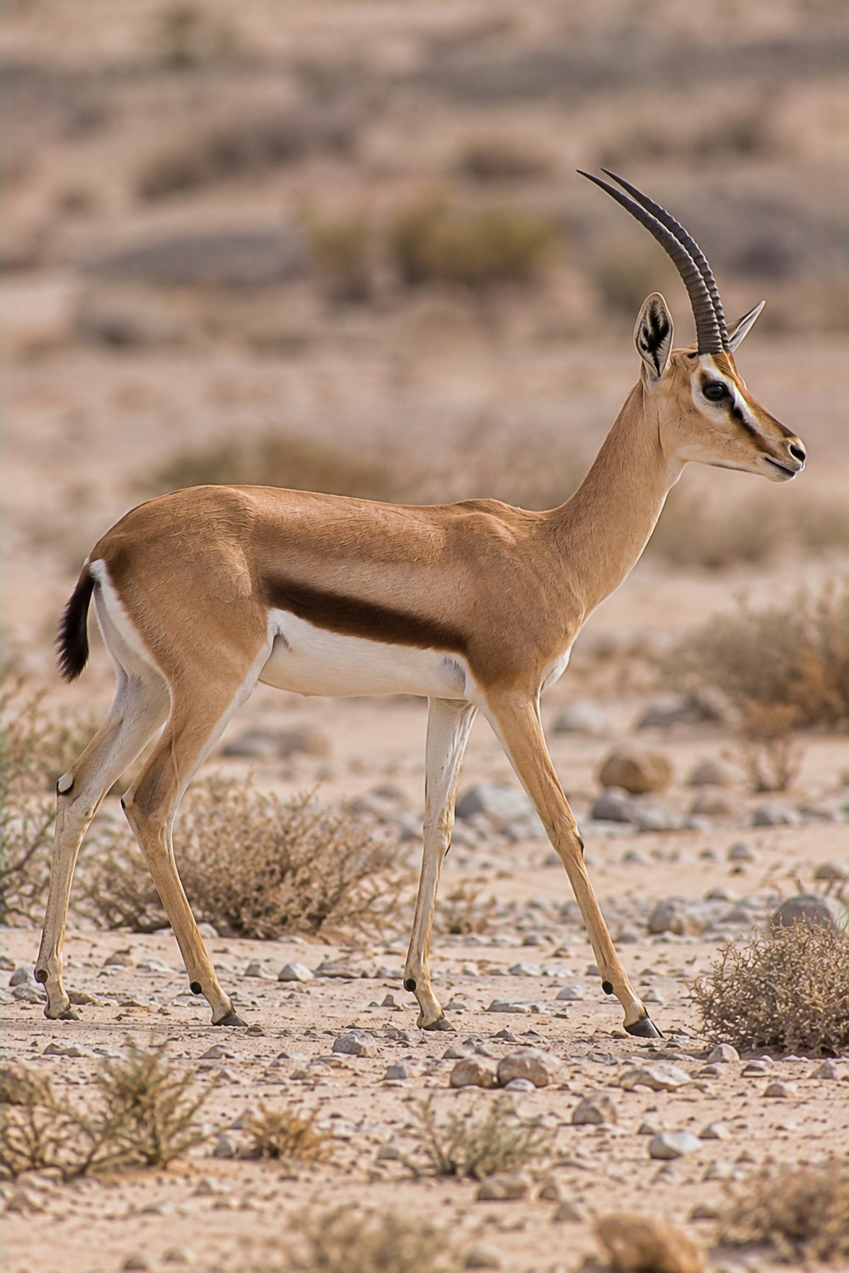 Affiche animaux sauvages Gazelle dorcas — aperçu