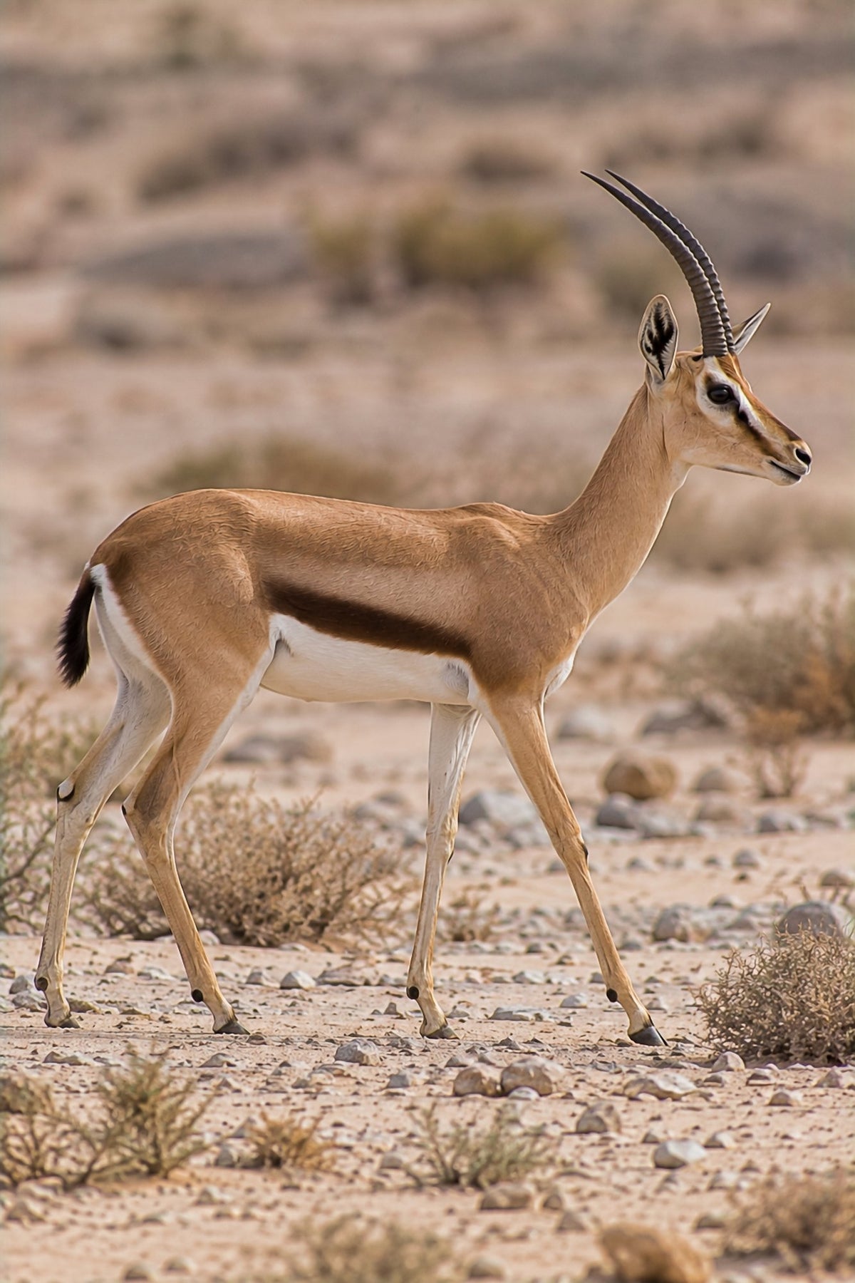 Poster encadré Gazelle dorcas — photo 1