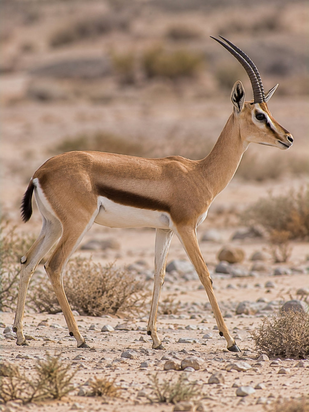 Poster encadré Gazelle dorcas — photo 2