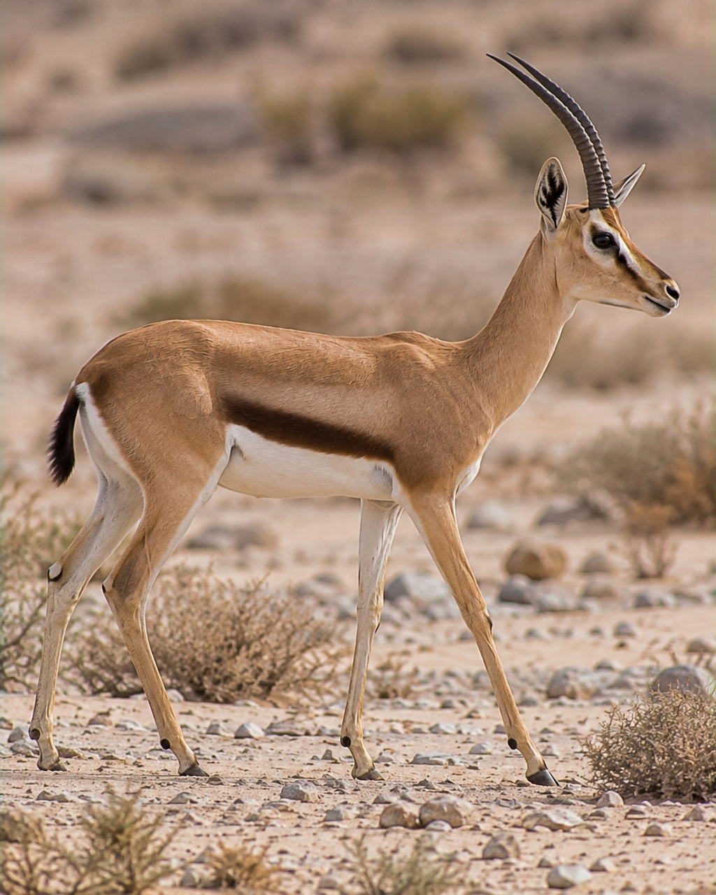 Poster encadré Gazelle dorcas — photo 3