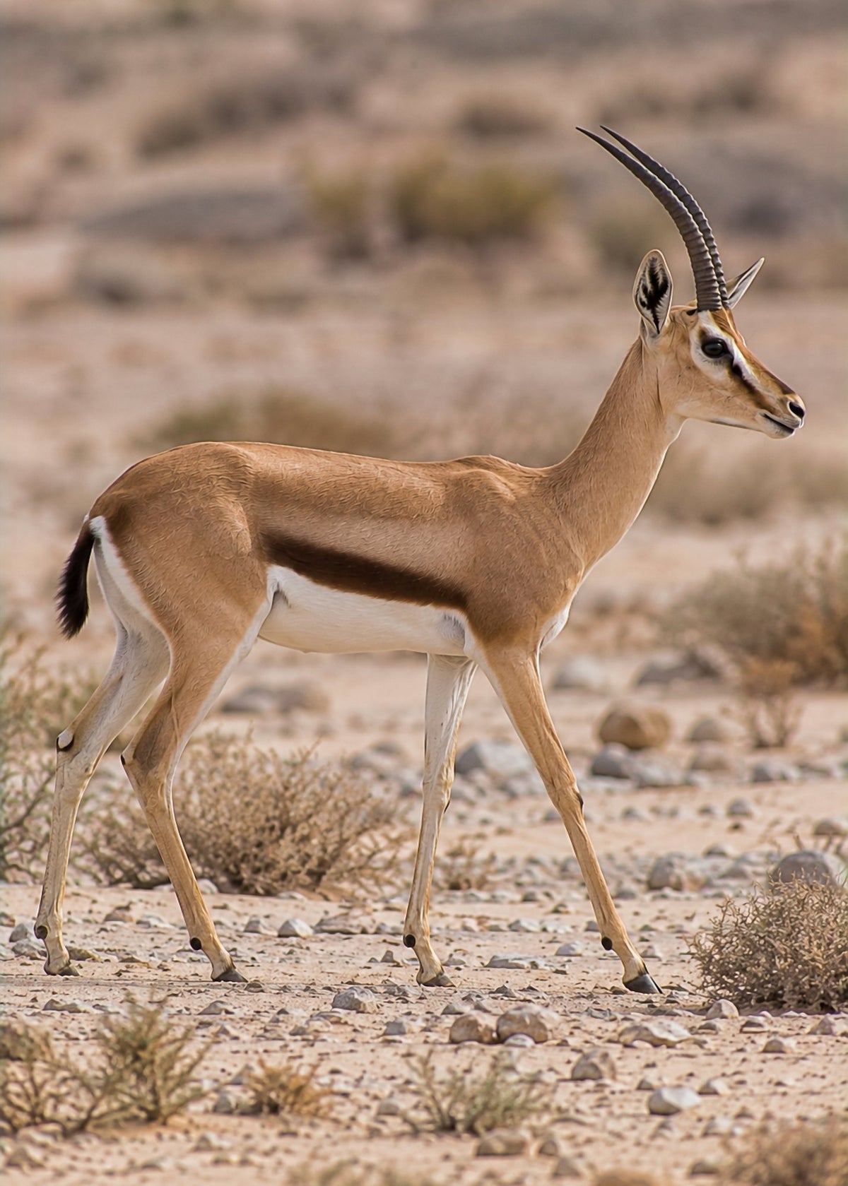 Poster encadré Gazelle dorcas — photo 4