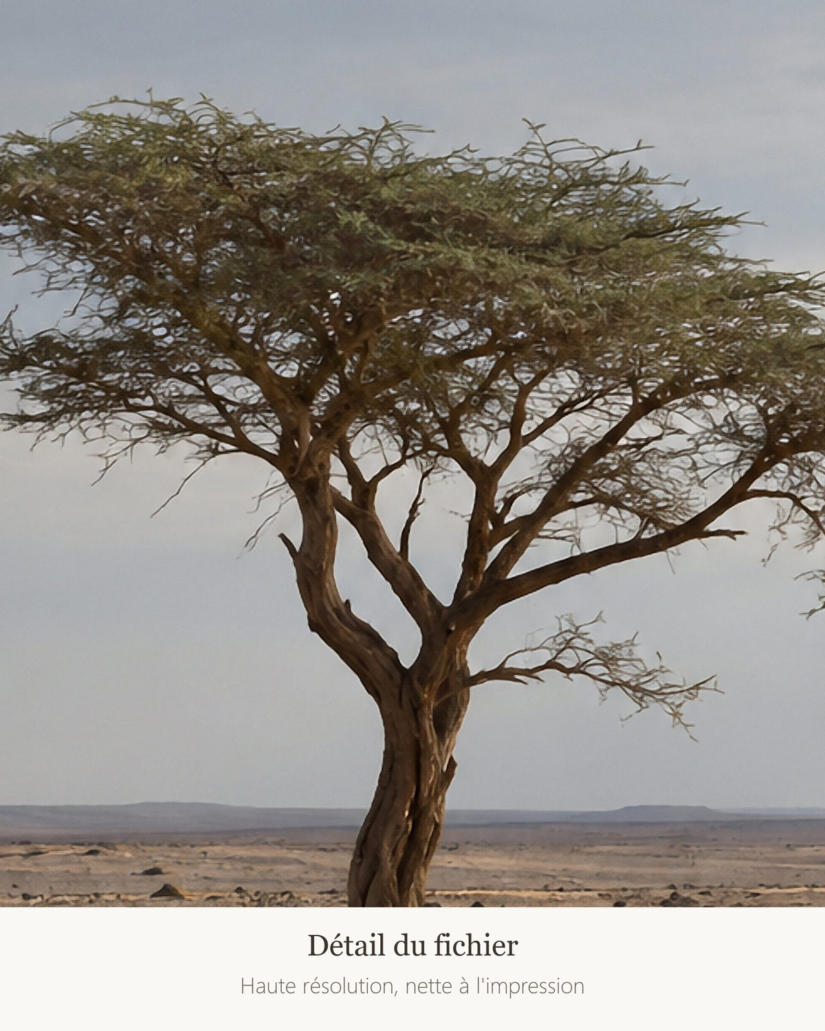 Poster Acacia du Ténéré Niger à Imprimer - Affiche Nature - Décoration Murale - Téléchargement Numérique