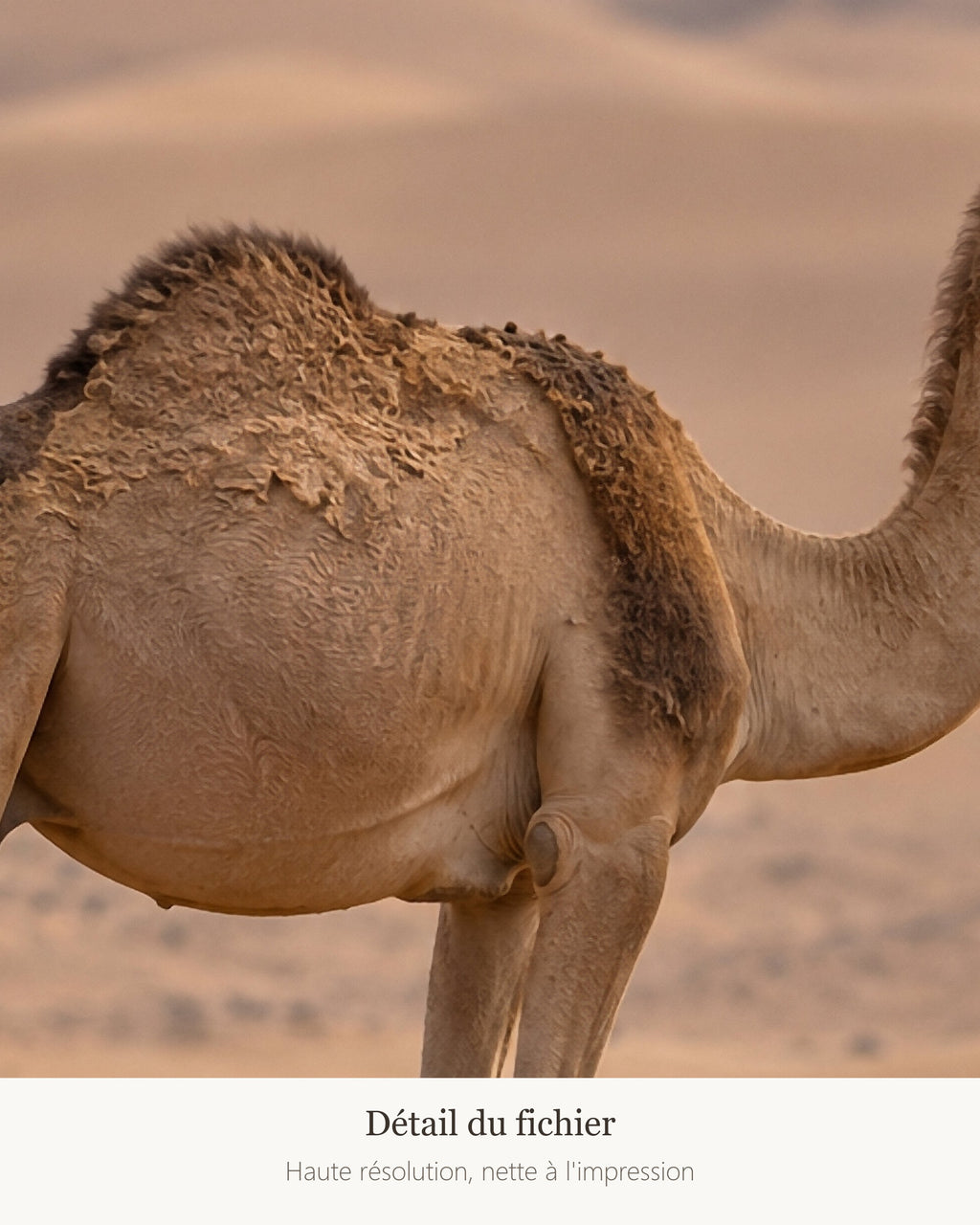Poster Dromadaire dans les dunes à Imprimer - Affiche Animaux Sauvages - Décoration Murale - Téléchargement Numérique