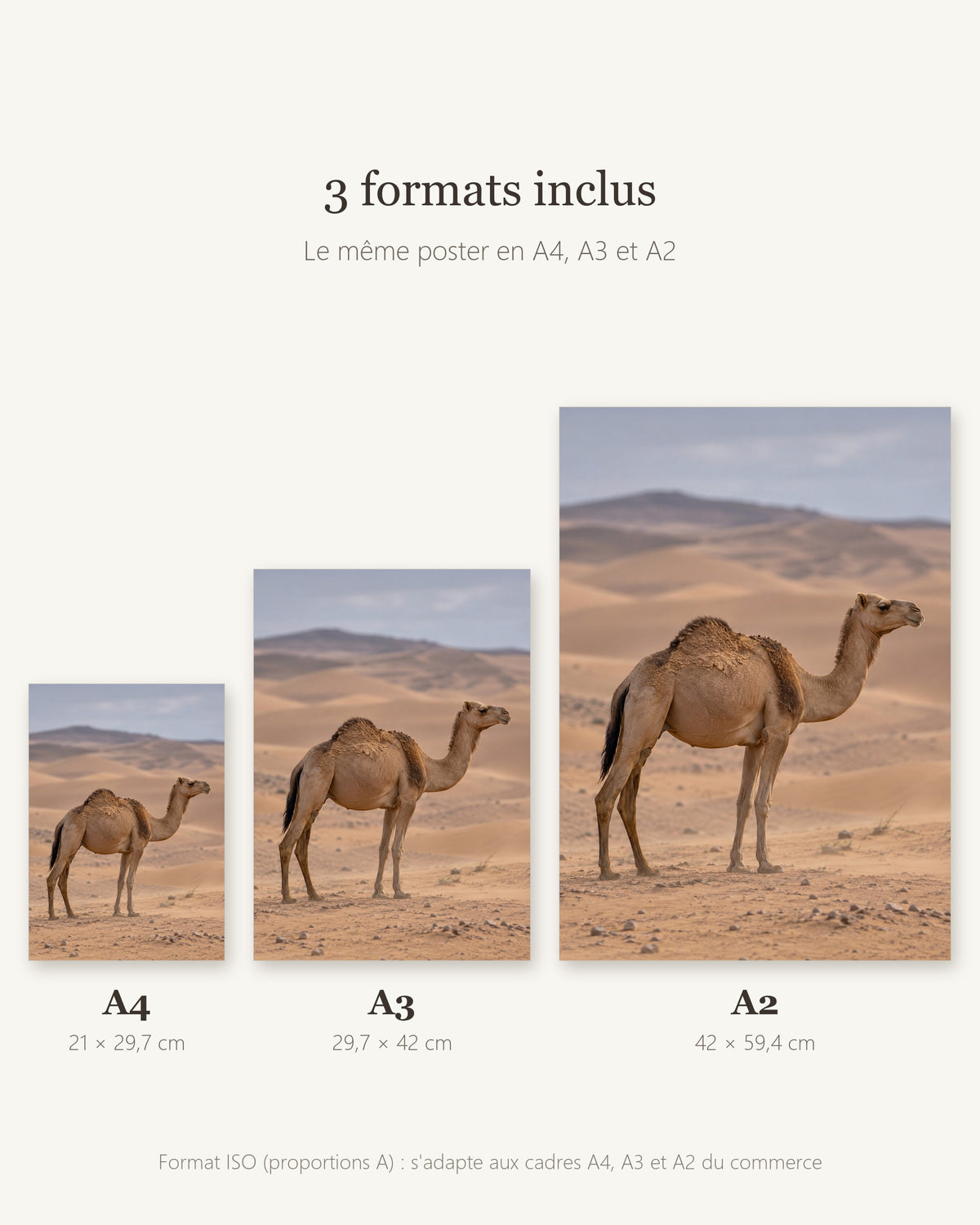 Poster Dromadaire dans les dunes à Imprimer - Affiche Animaux Sauvages - Décoration Murale - Téléchargement Numérique