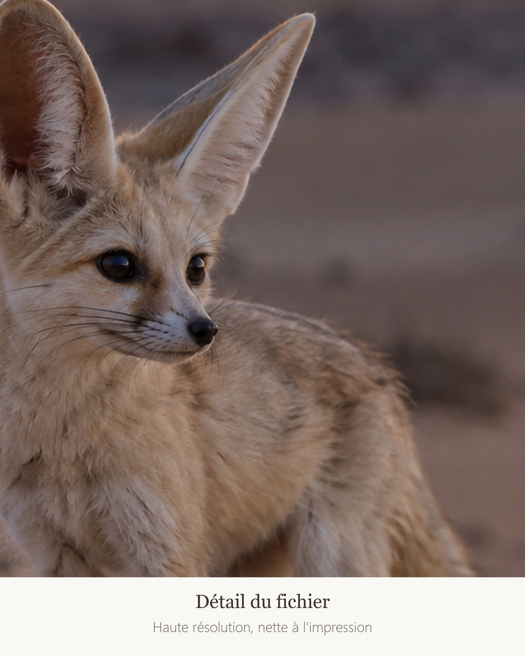Poster Renard fennec à Imprimer - Affiche Animaux Sauvages - Décoration Murale - Téléchargement Numérique