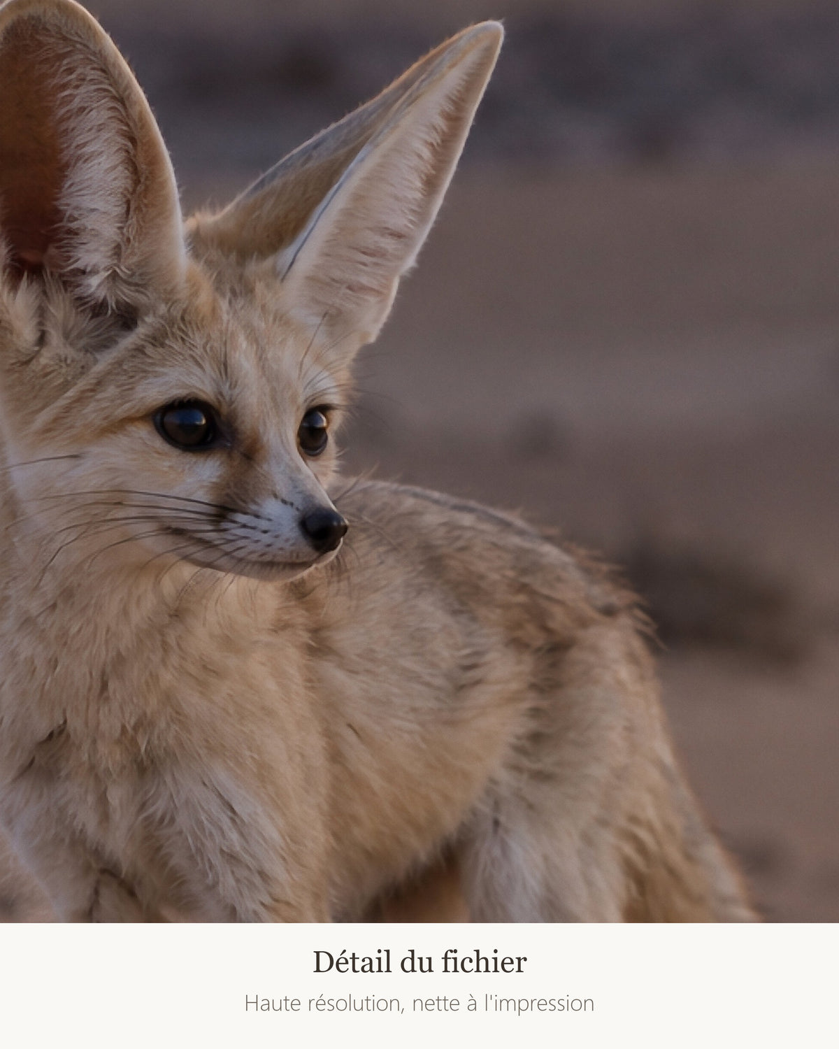 Poster Renard fennec à Imprimer - Affiche Animaux Sauvages - Décoration Murale - Téléchargement Numérique