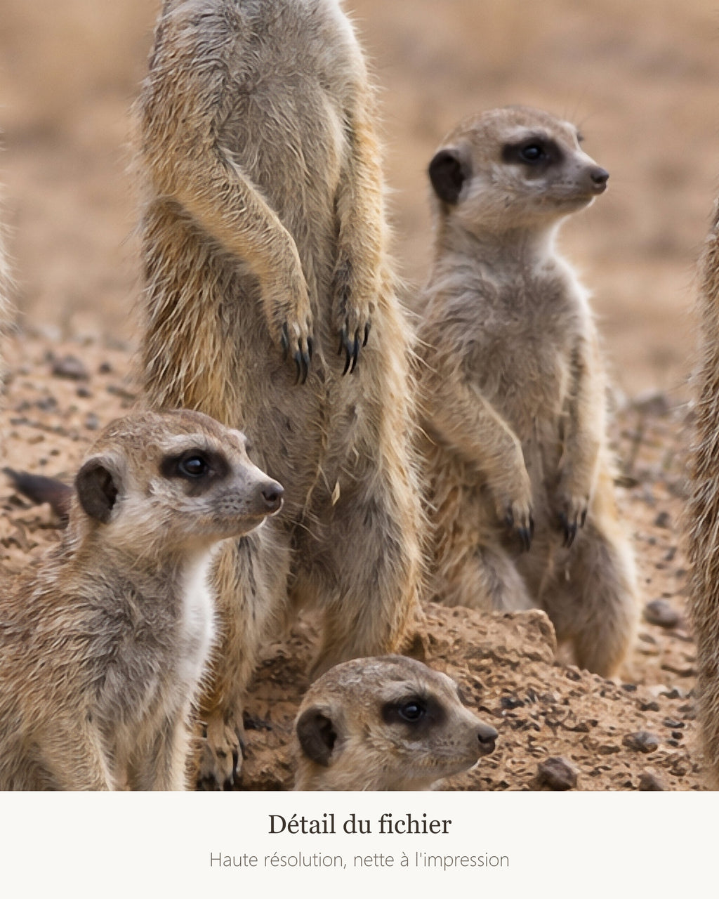 Poster Suricates à Imprimer - Affiche Animaux Sauvages - Décoration Murale - Téléchargement Numérique