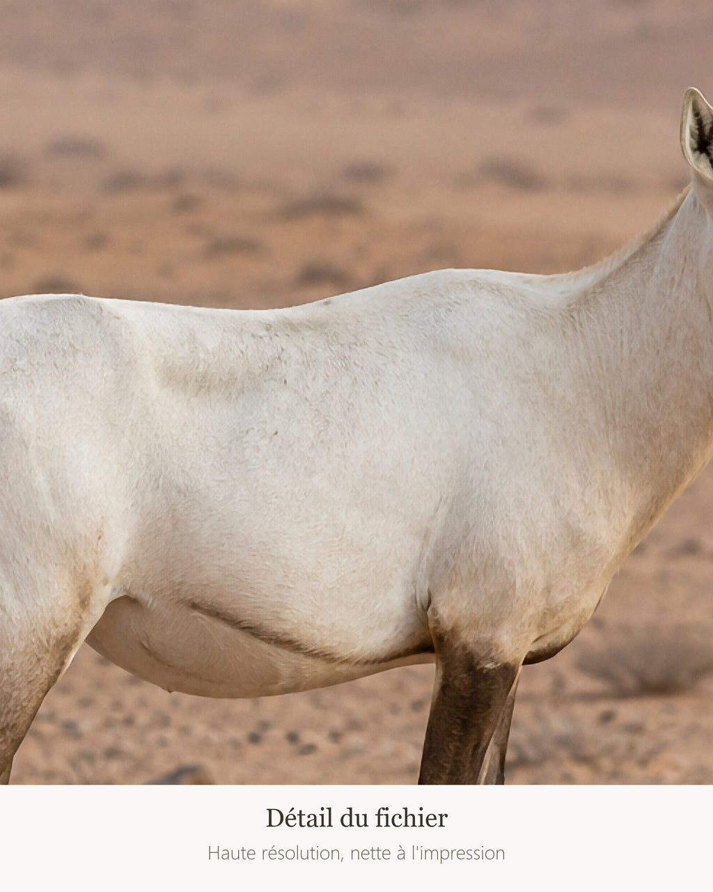 Poster Oryx d'Arabie à Imprimer - Affiche Animaux Sauvages - Décoration Murale - Téléchargement Numérique