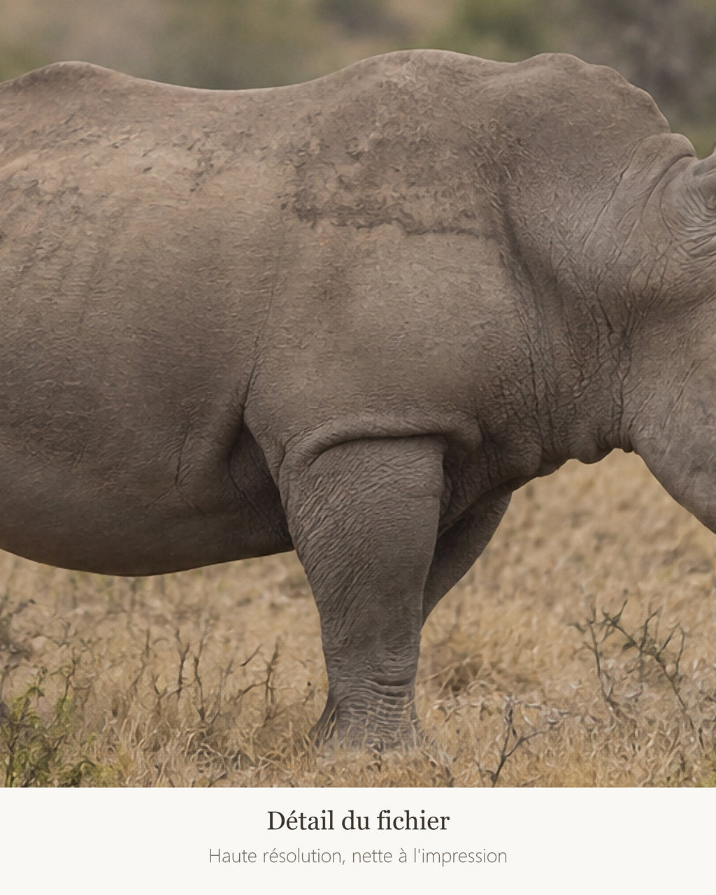 Poster Rhinocéros blanc à Imprimer - Affiche Animaux Sauvages - Décoration Murale - Téléchargement Numérique