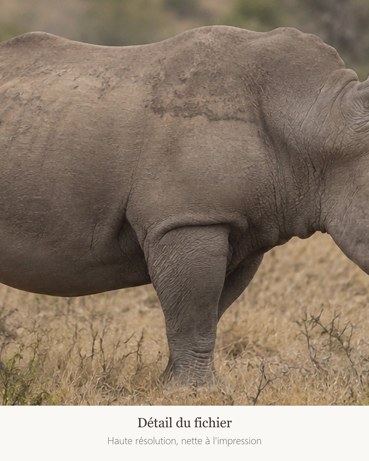 Poster Rhinocéros blanc à Imprimer - Affiche Animaux Sauvages - Décoration Murale - Téléchargement Numérique