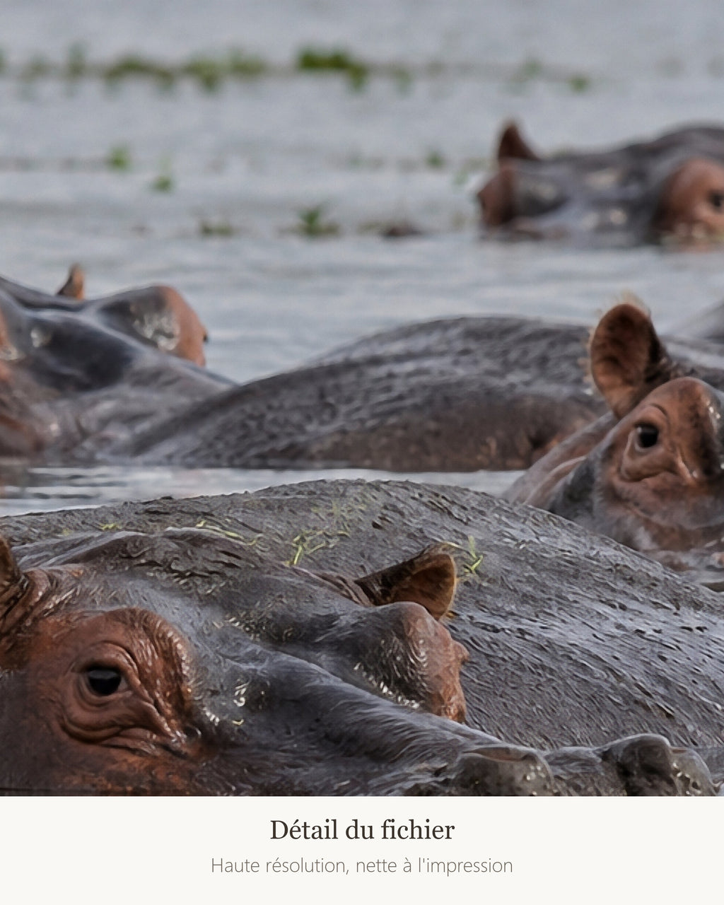Poster Hippopotames à Imprimer - Affiche Animaux Sauvages - Décoration Murale - Téléchargement Numérique