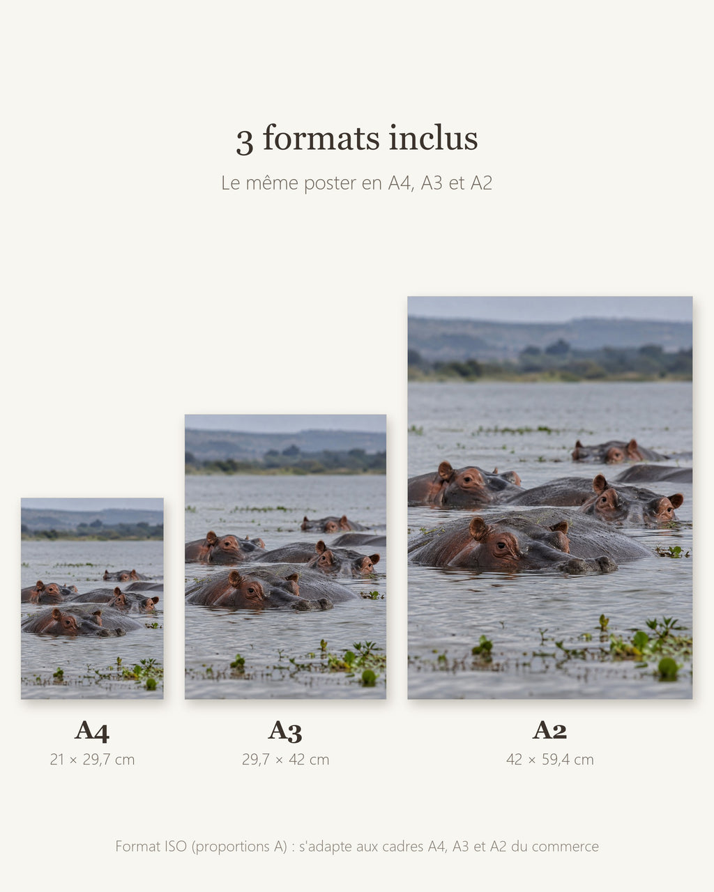 Poster Hippopotames à Imprimer - Affiche Animaux Sauvages - Décoration Murale - Téléchargement Numérique