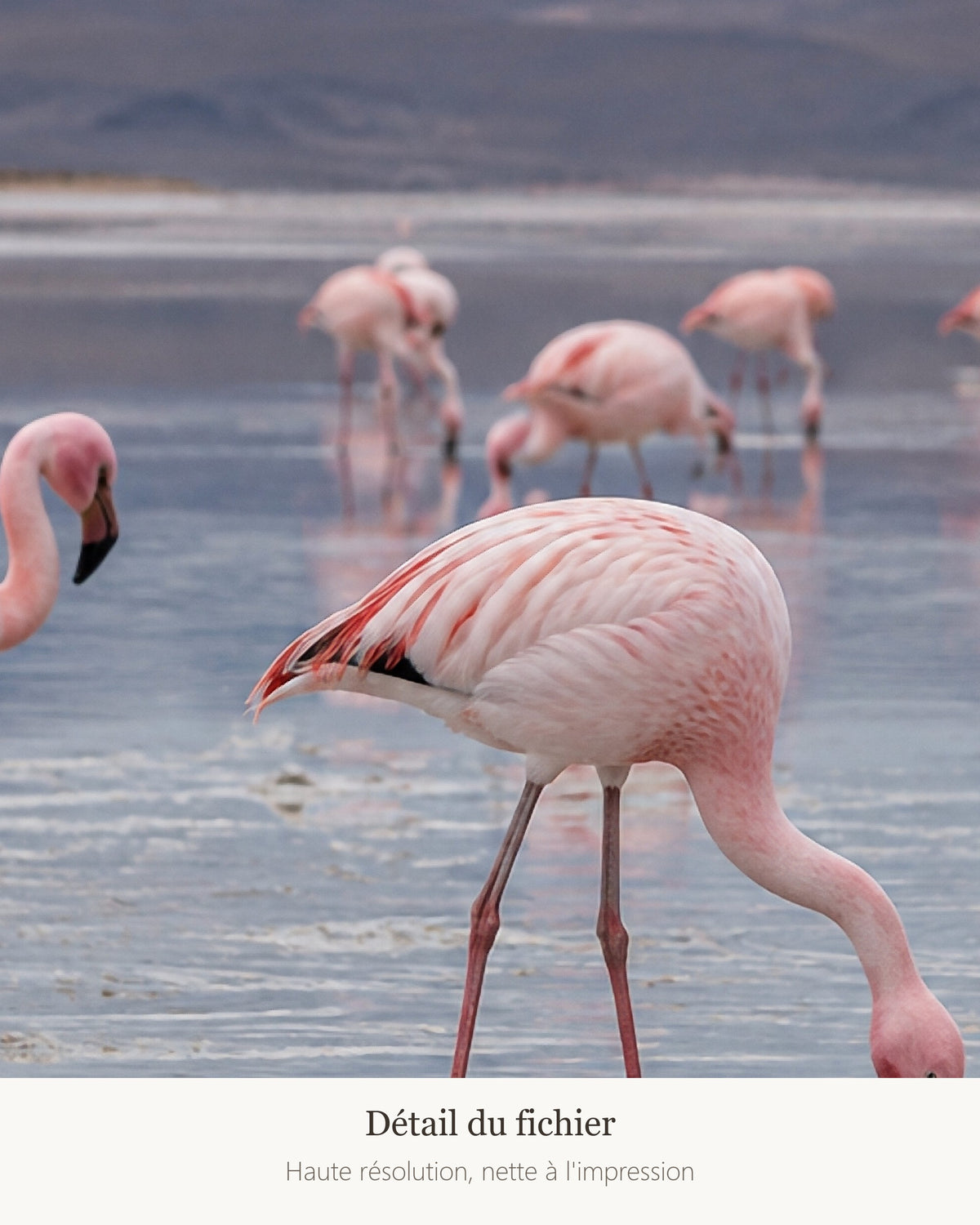 Poster Flamants roses lac salé à Imprimer - Affiche Animaux Sauvages - Décoration Murale - Téléchargement Numérique