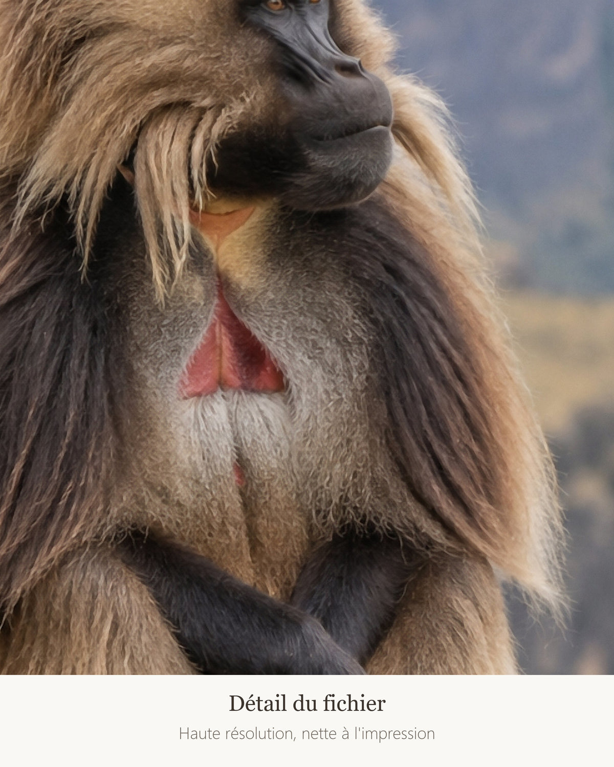 Poster Gelada monts Simien à Imprimer - Affiche Animaux Sauvages - Décoration Murale - Téléchargement Numérique