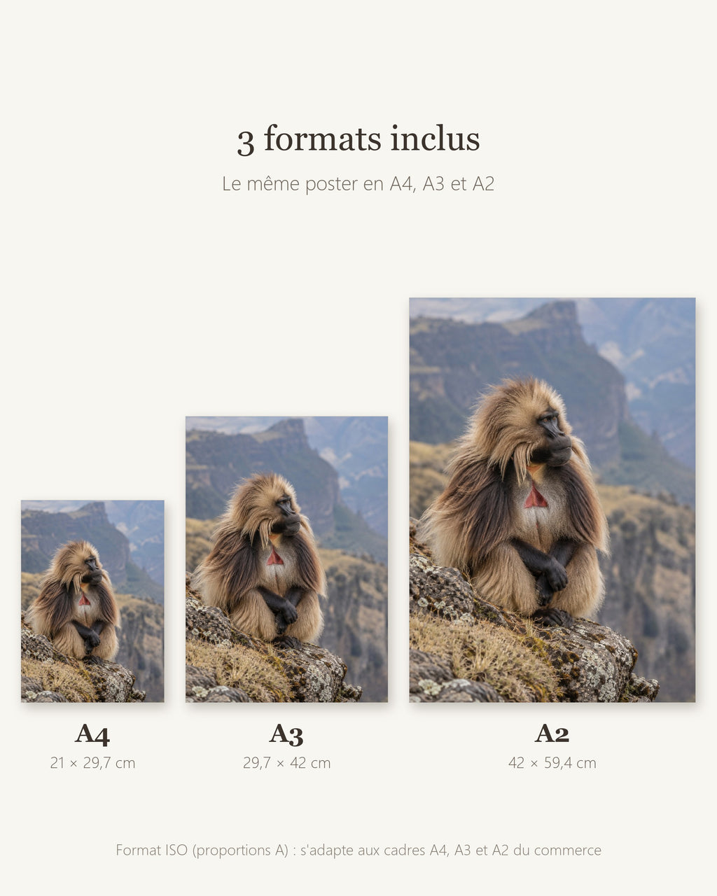 Poster Gelada monts Simien à Imprimer - Affiche Animaux Sauvages - Décoration Murale - Téléchargement Numérique