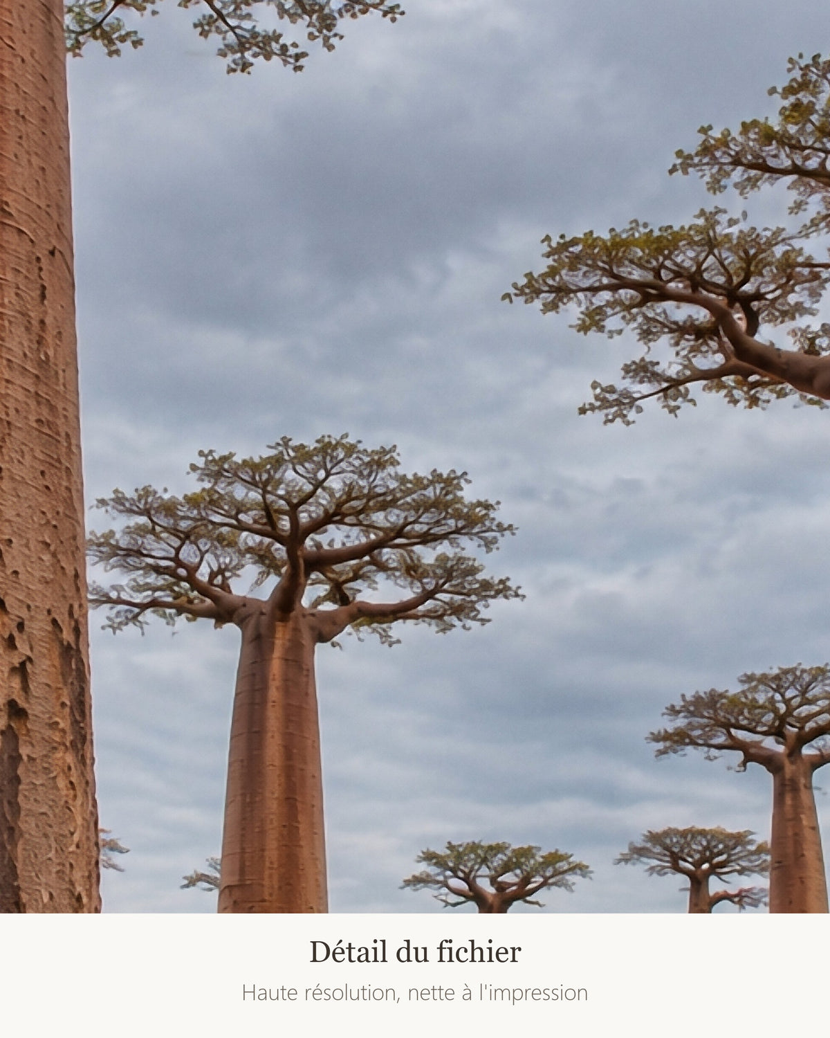 Poster Allée des baobabs Madagascar à Imprimer - Affiche Nature - Décoration Murale - Téléchargement Numérique