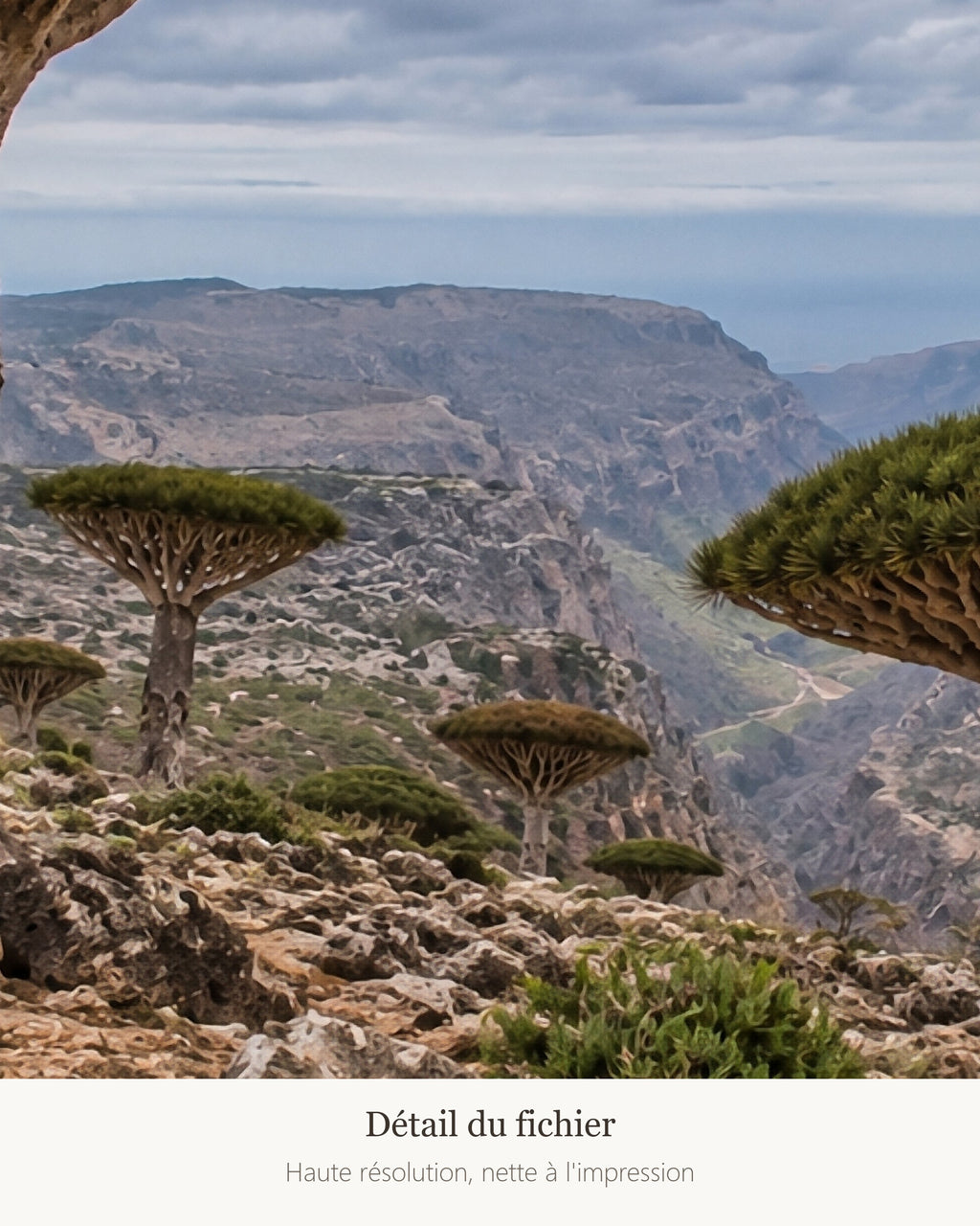 Poster Socotra Yémen à Imprimer - Affiche Nature - Décoration Murale - Téléchargement Numérique