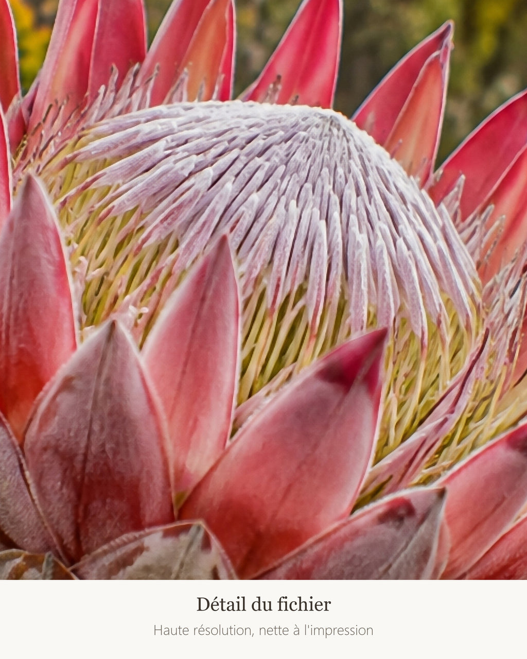 Poster Protée du fynbos à Imprimer - Affiche Nature - Décoration Murale - Téléchargement Numérique