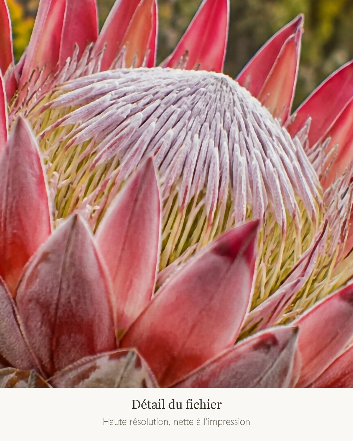 Poster Protée du fynbos à Imprimer - Affiche Nature - Décoration Murale - Téléchargement Numérique